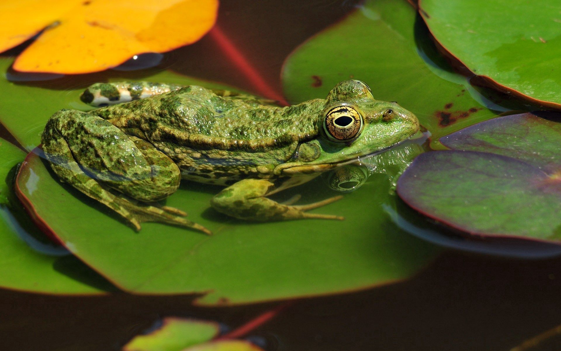 Download mobile wallpaper Animals, Swamp, Leaves, Water, Frog for free.
