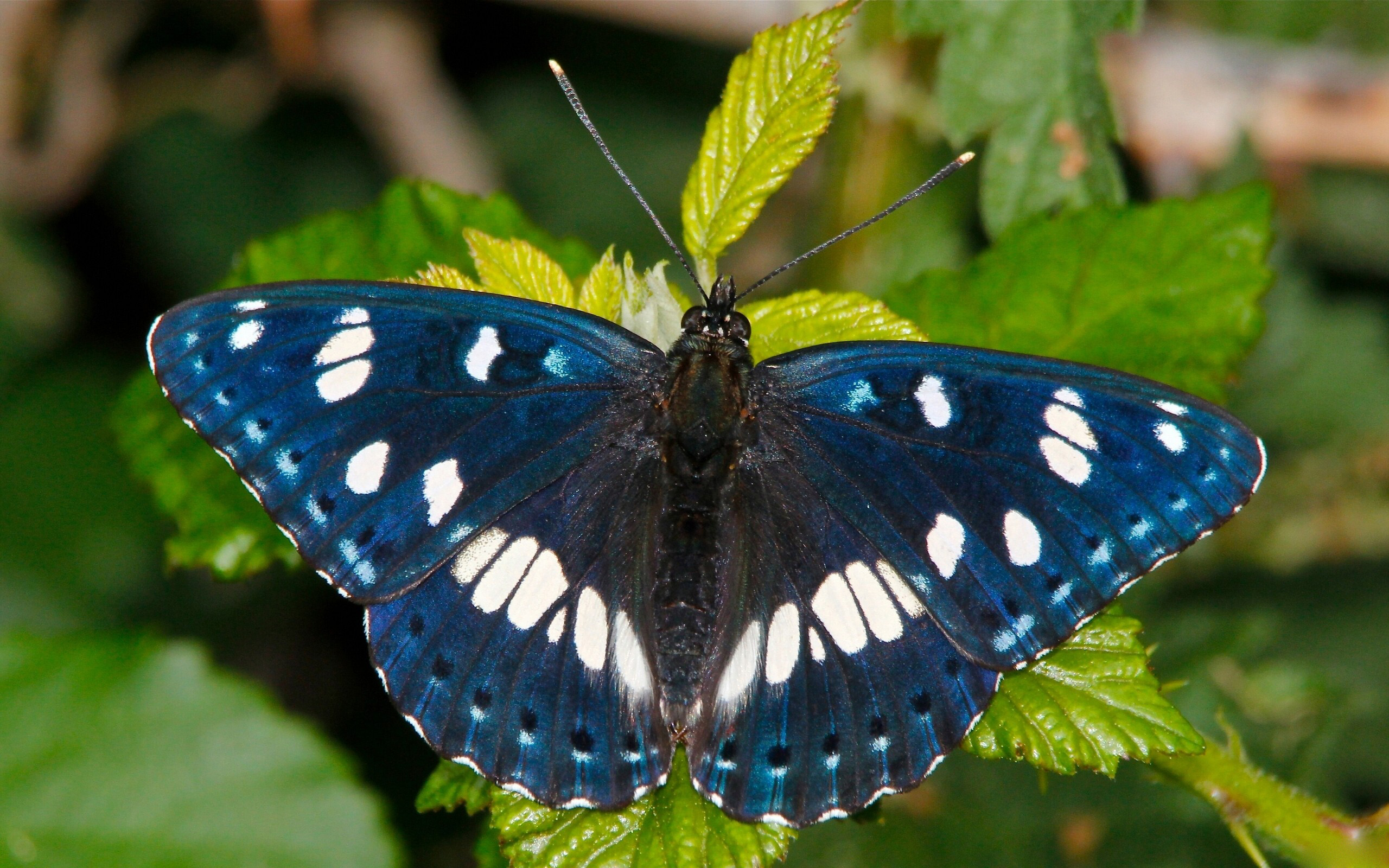 Бабочка ленточник голубоватый