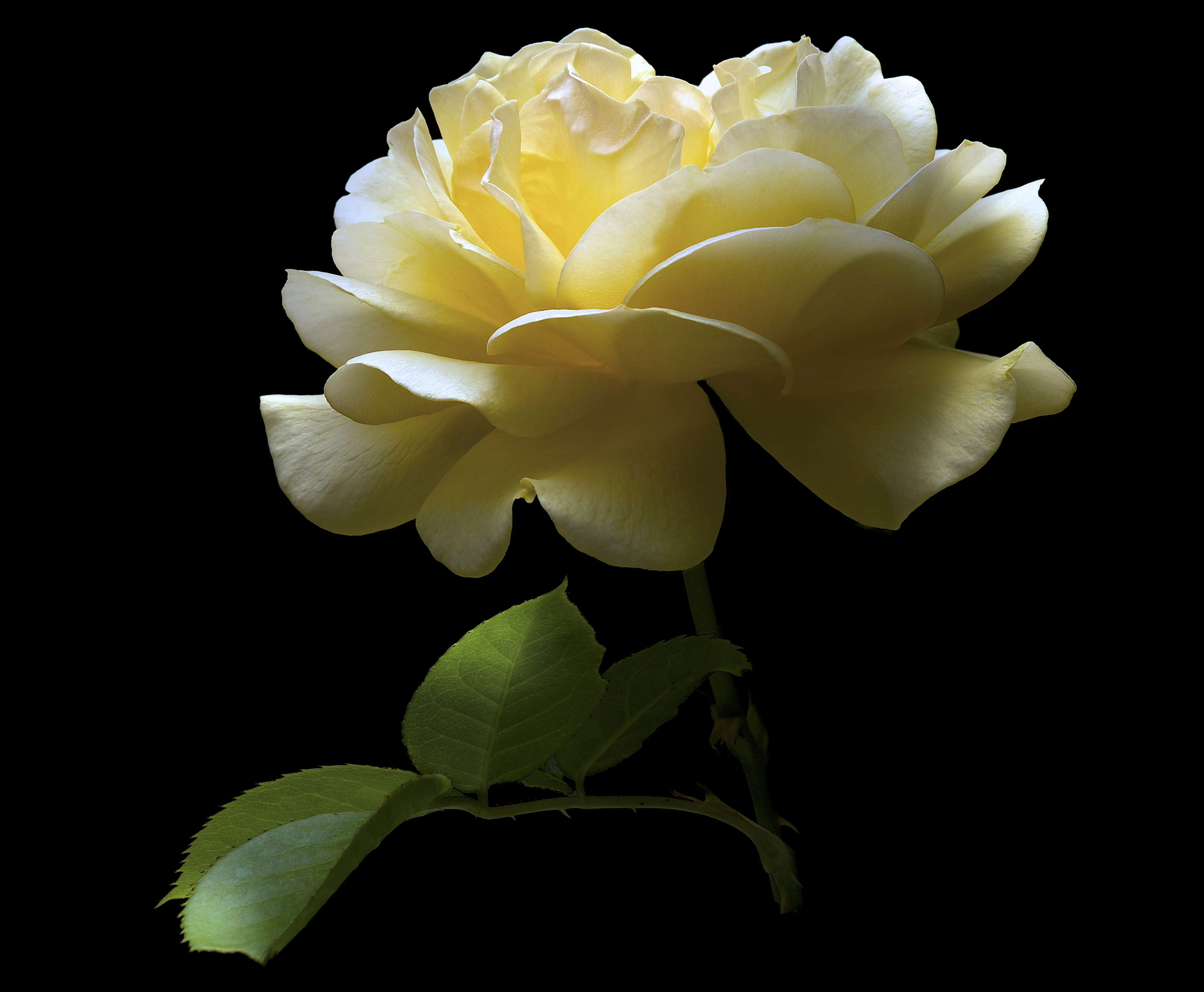 381786 免費下載壁紙 自然, 玫瑰, 特写, 花, 白色的花, 花卉 屏保和圖片