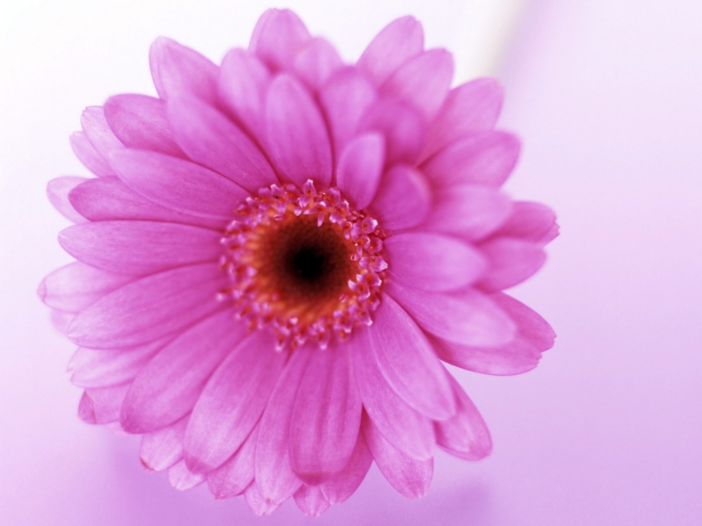 Download mobile wallpaper Violet, Flowers, Plants for free.