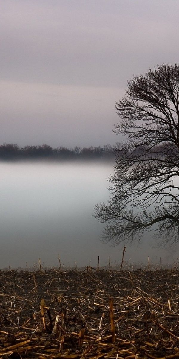 Дерево пелены. Пелена тумана. Ветер в лесу. Дерево в тумане в поле. Пелена фото.