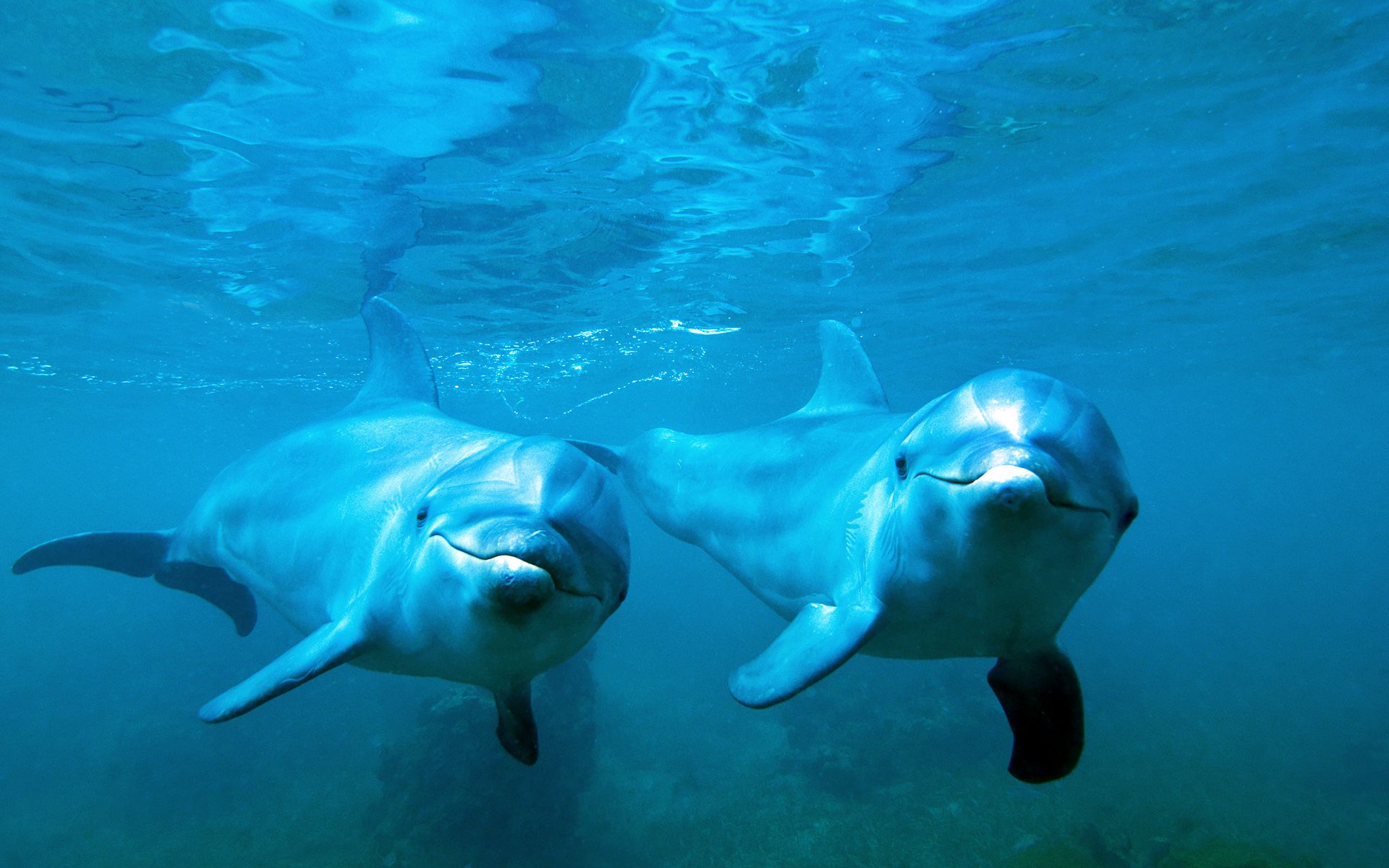 621973 免費下載壁紙 动物, 海豚, 宽吻海豚 屏保和圖片