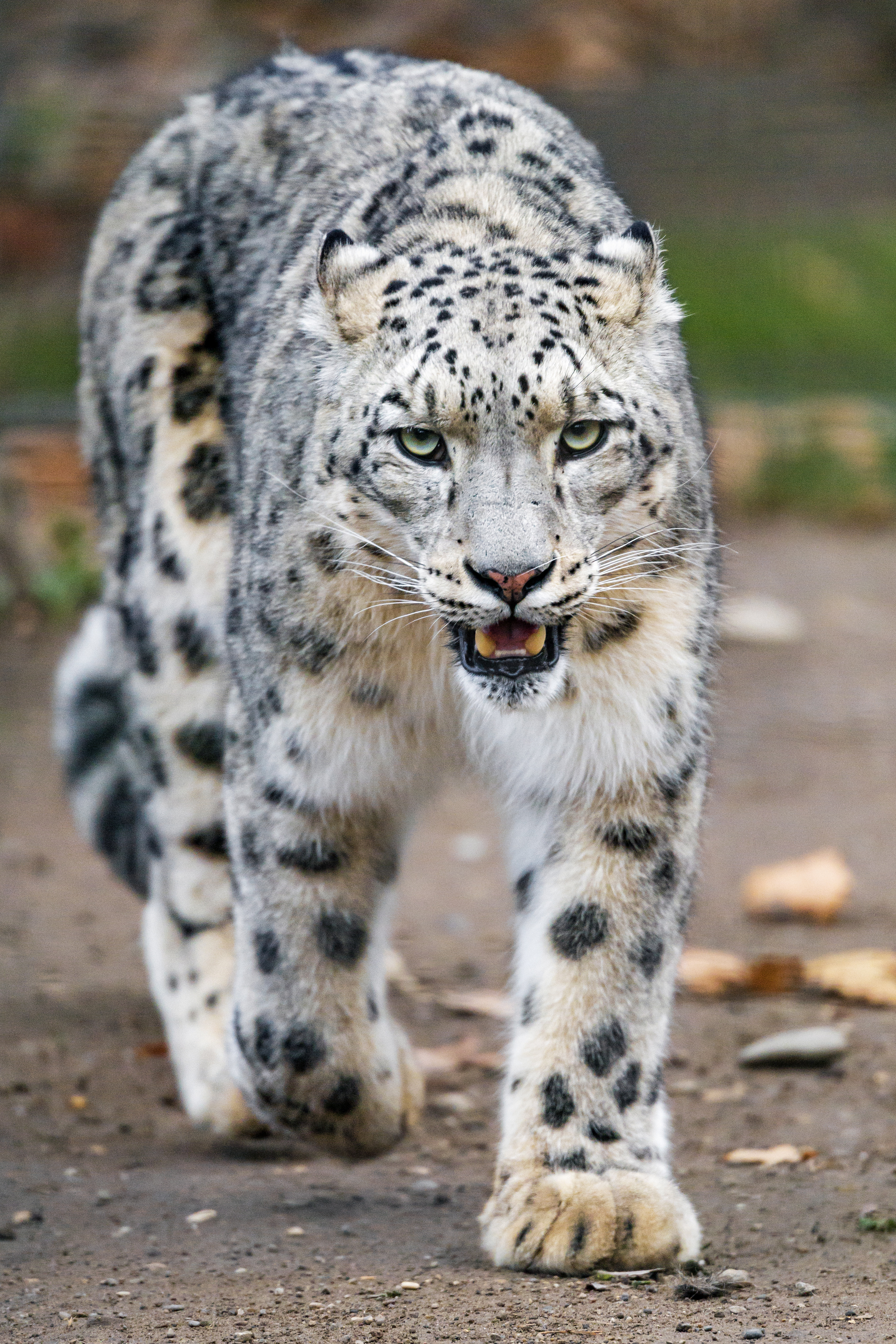 snow leopard, animals, predator, big cat, paws 4K Ultra