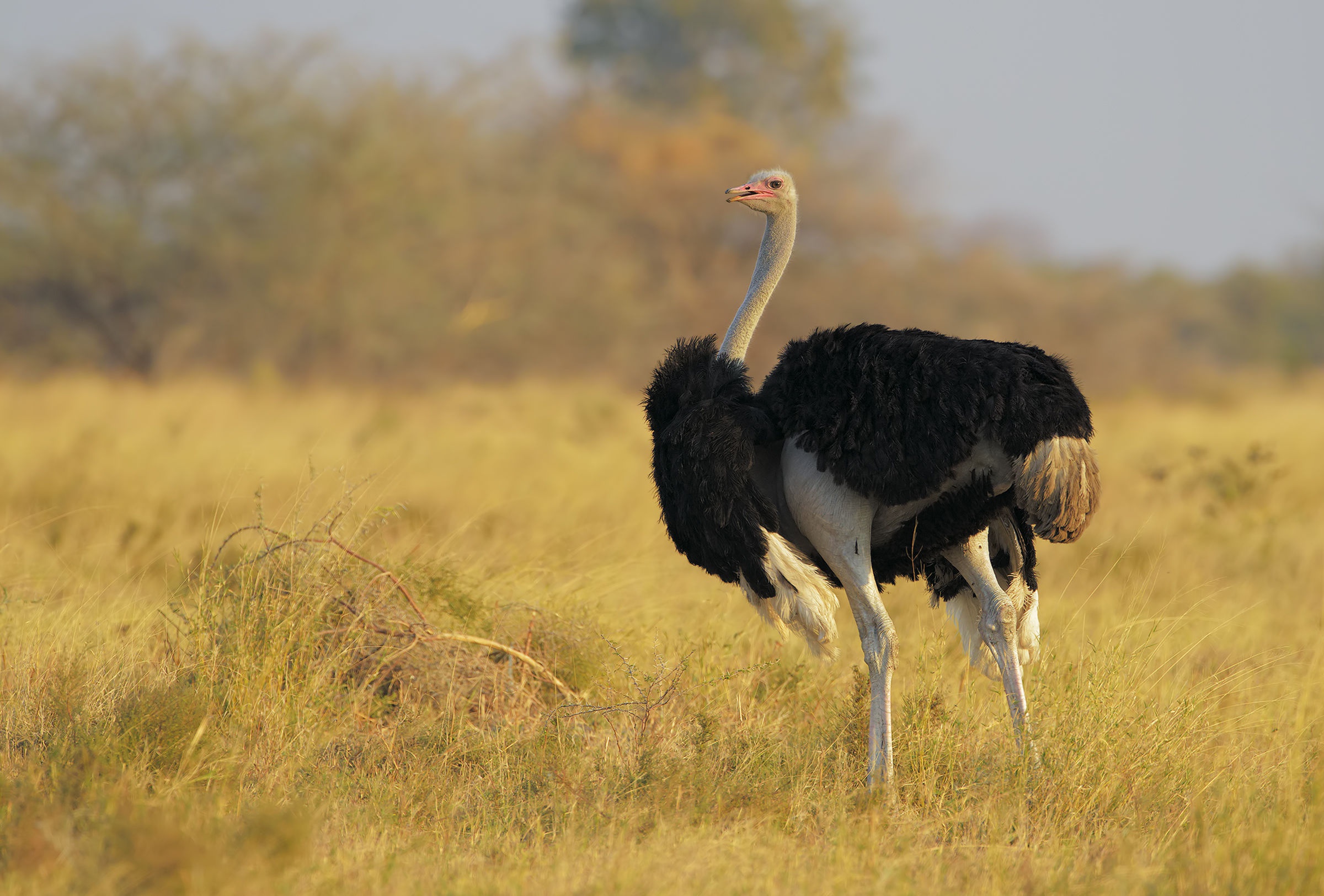 ostrich, bird, animal, grass, wings, birds QHD