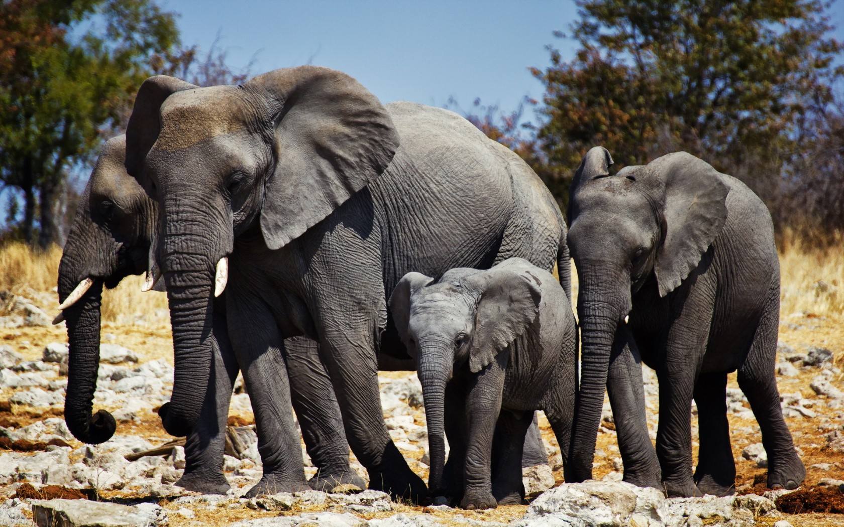 297957 скачать картинку животные, африканский слон, слоны - обои и заставки бесплатно
