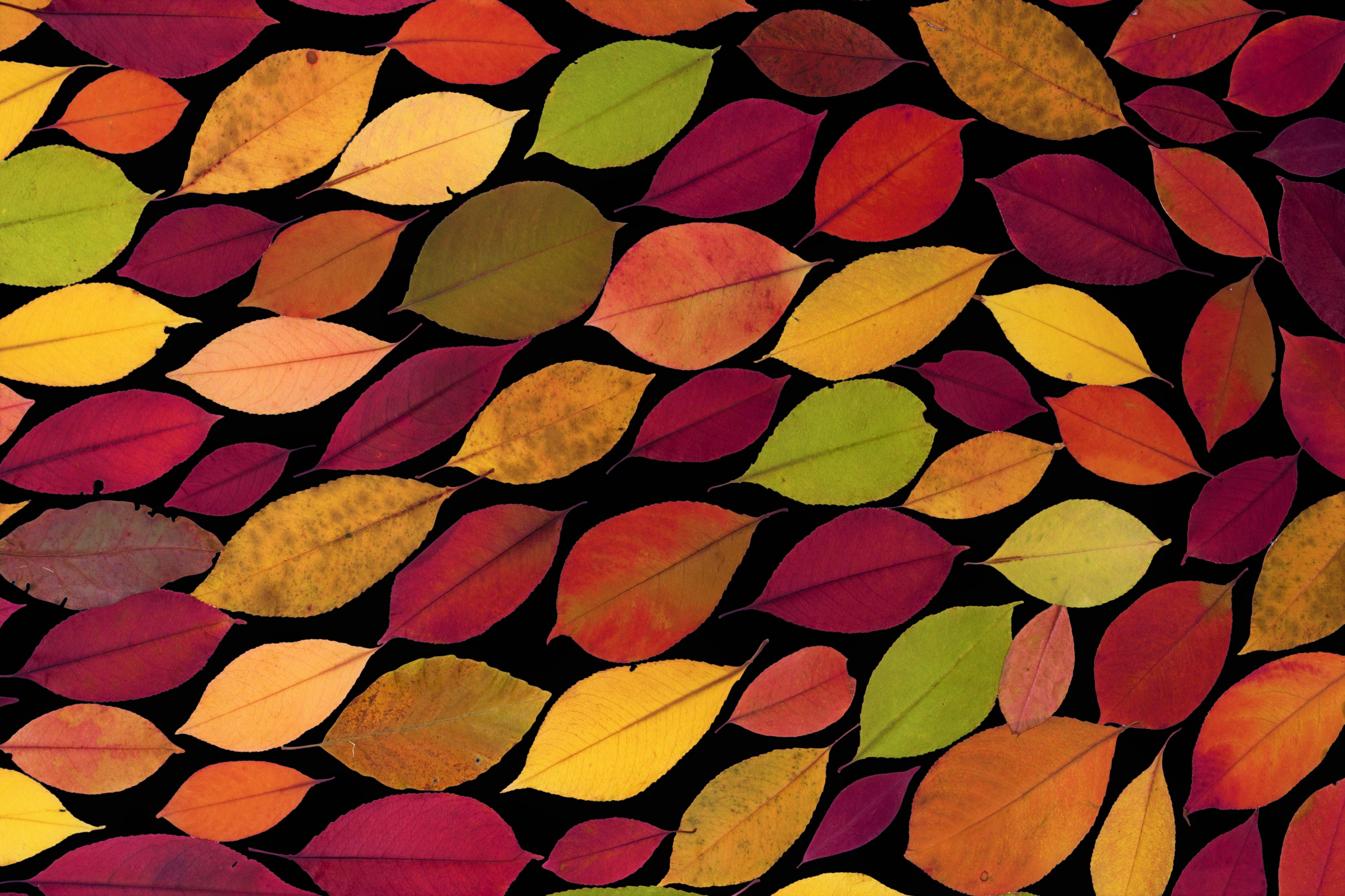 Цветные листы фон