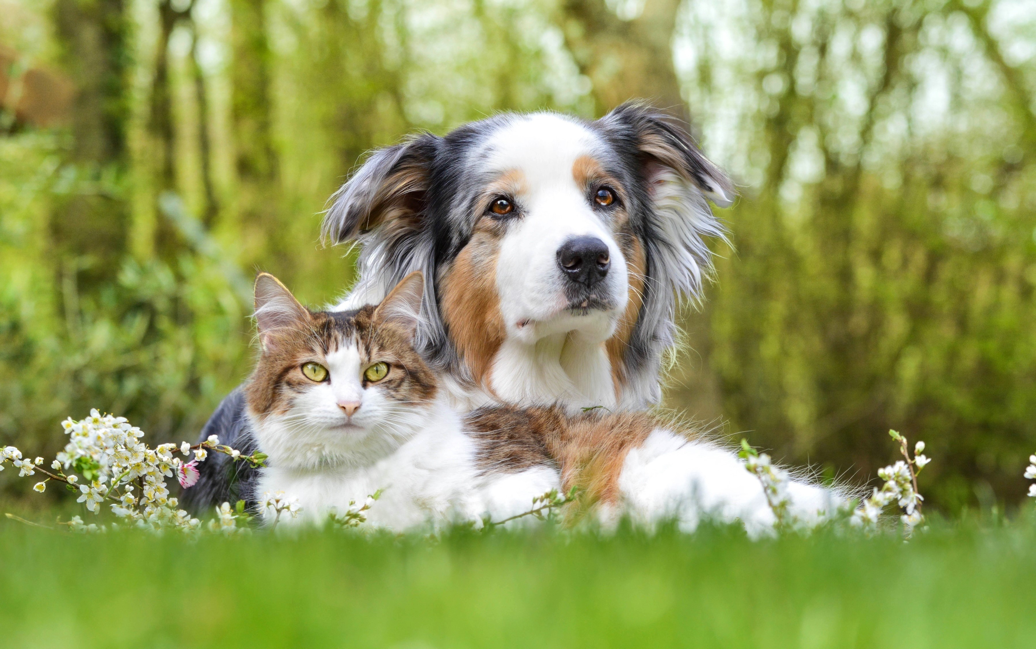 cat & dog, animal, australian shepherd, cat, cute, dog HD wallpaper