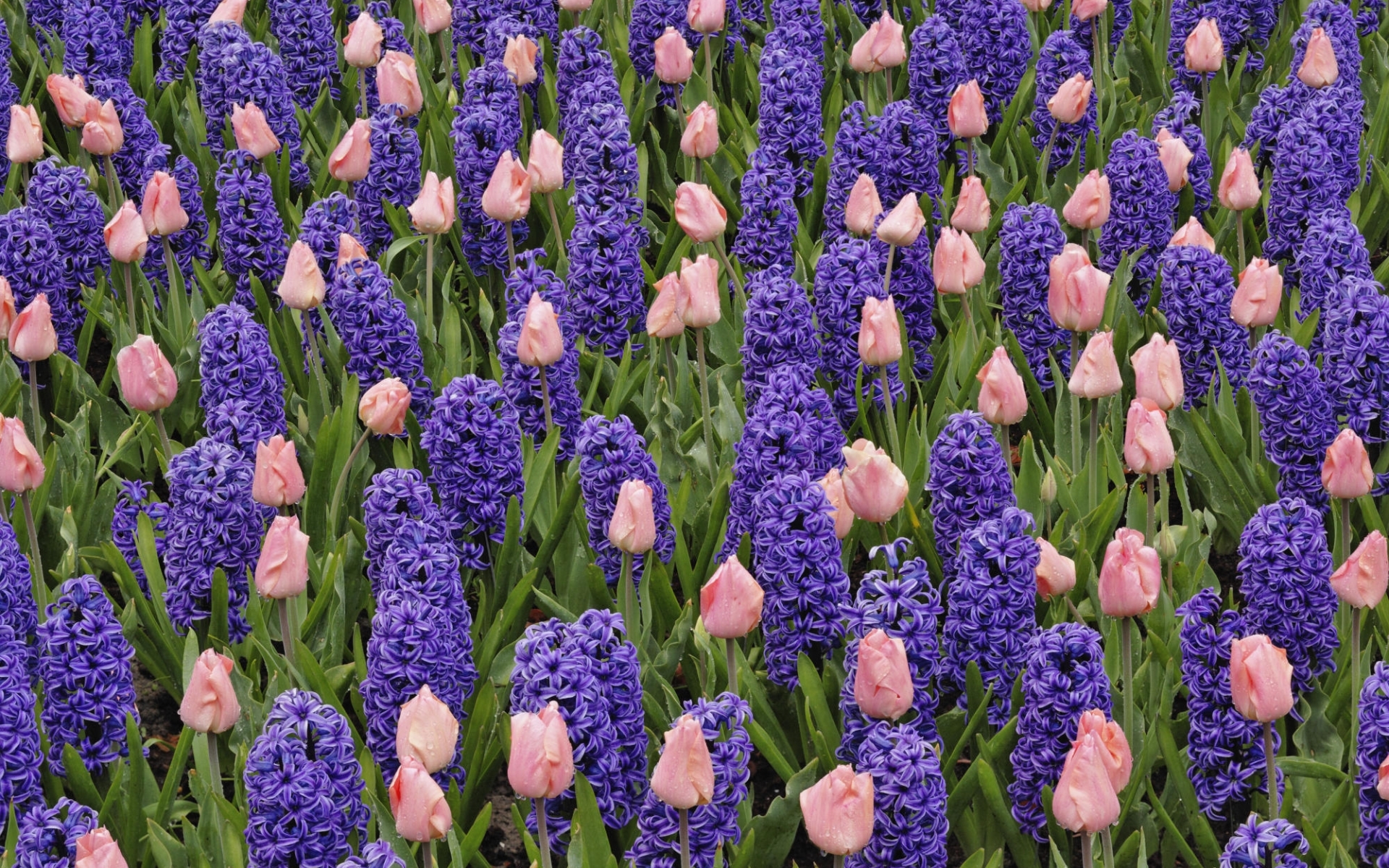 Download mobile wallpaper Hyacinth, Flowers, Plants, Tulips, Background for free.
