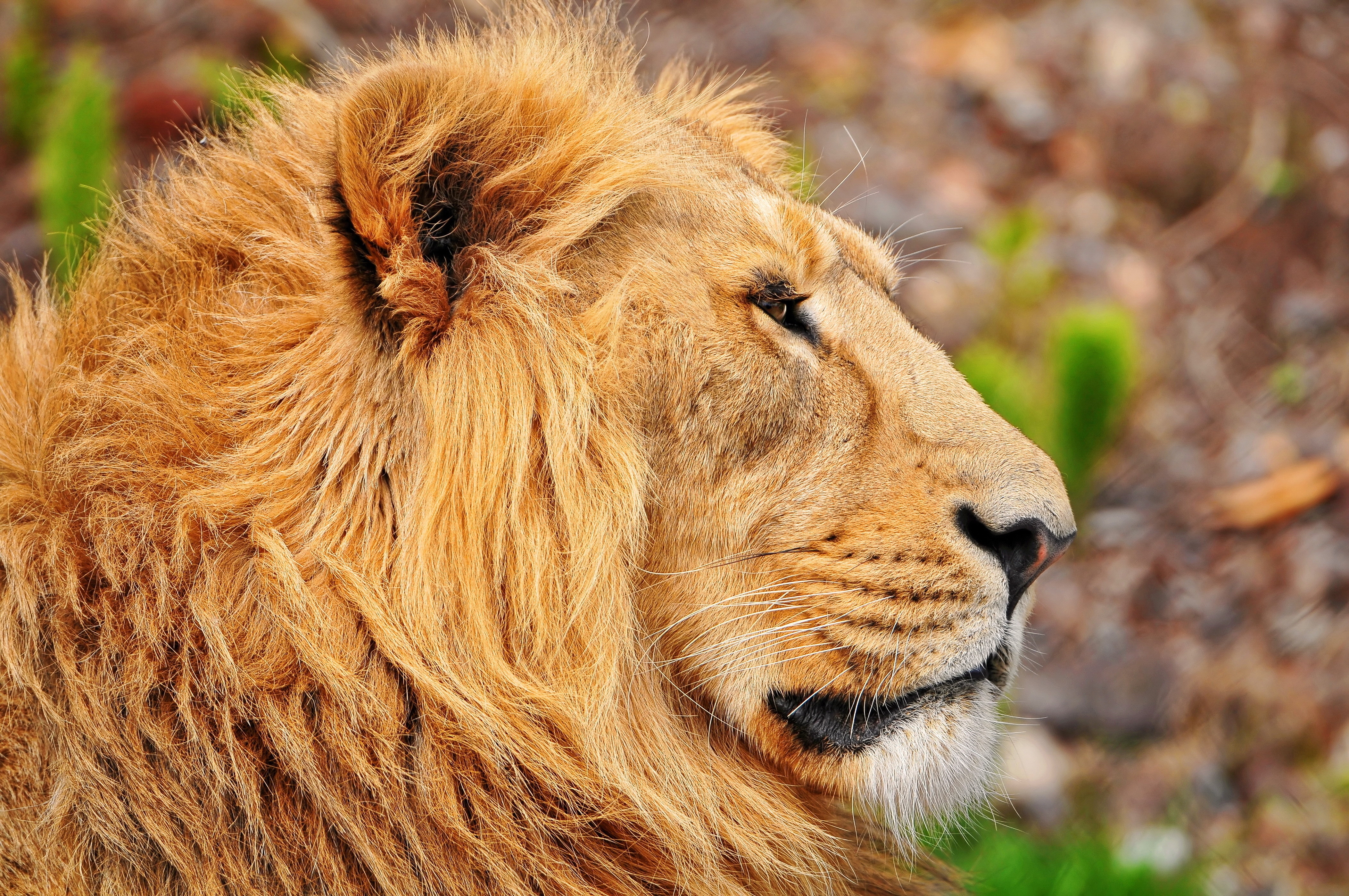 animals, muzzle, lion, mane, profile 4K for PC