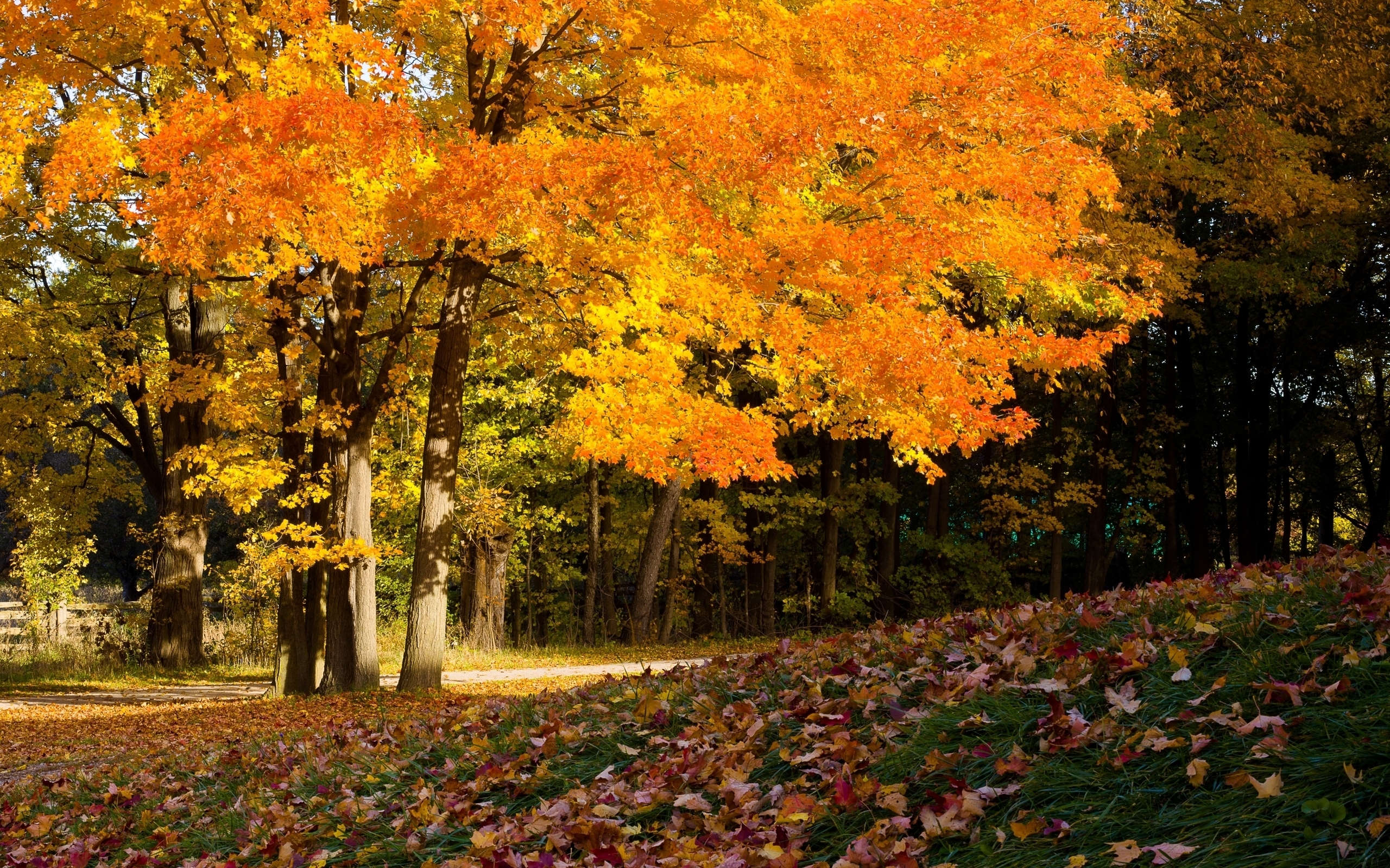 免费下载秋, 景观手机壁纸。