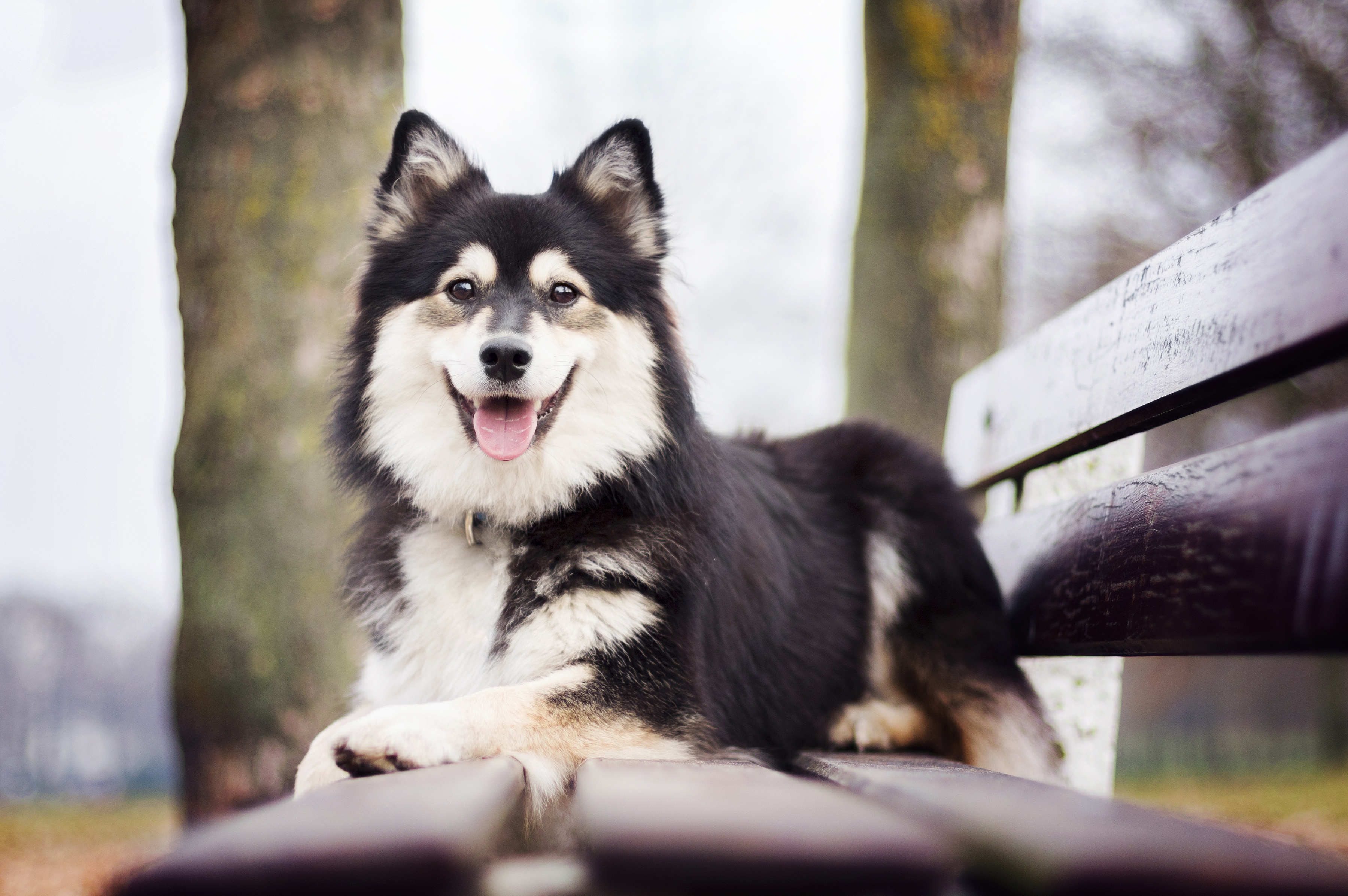 animal, dog, bench, depth of field, finnish lapphund, dogs cell phone wallpapers