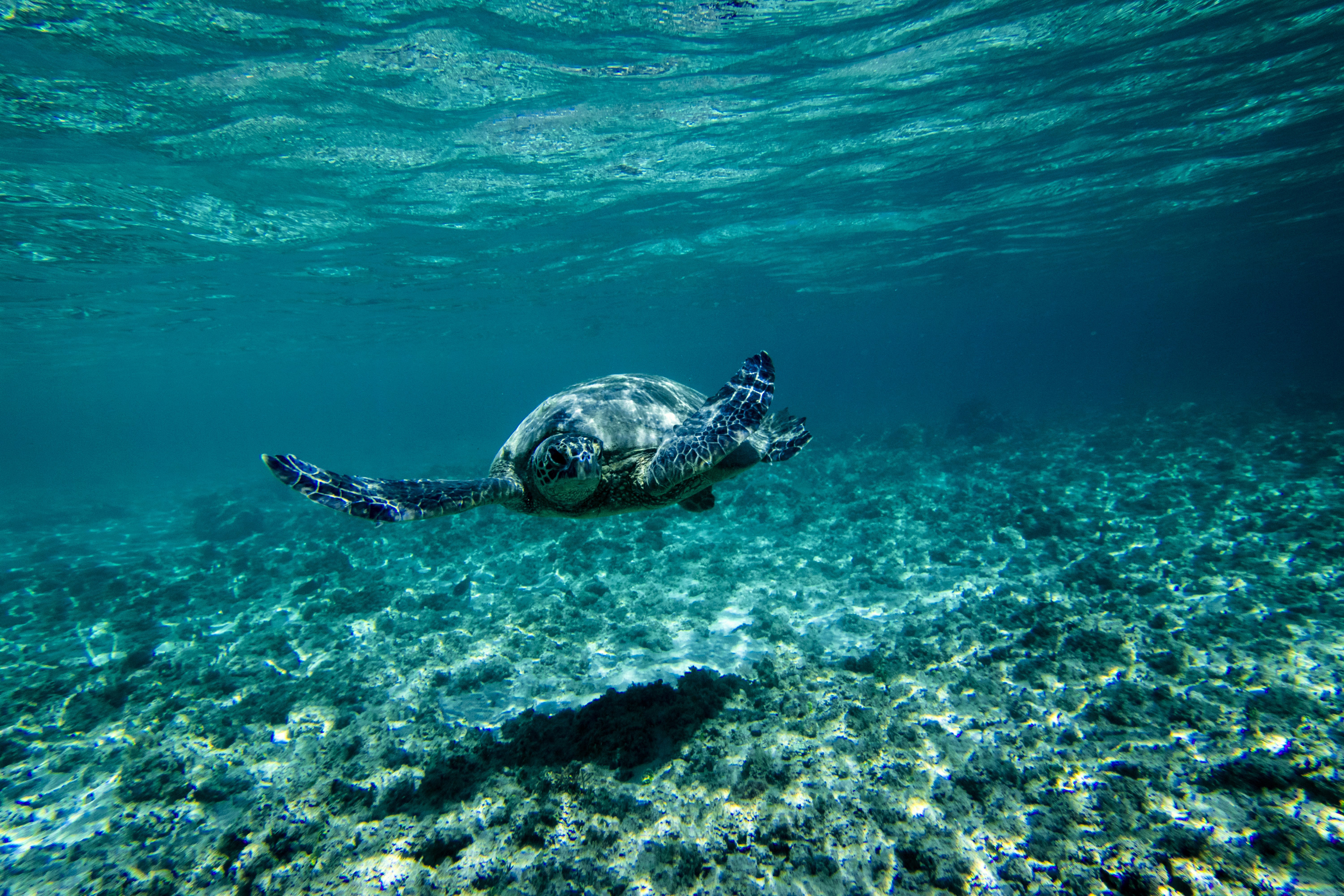 Мир морских глубин. Морские черепахи Тихого океана. Подводный мир океана. Морские глубины. Море под водой.