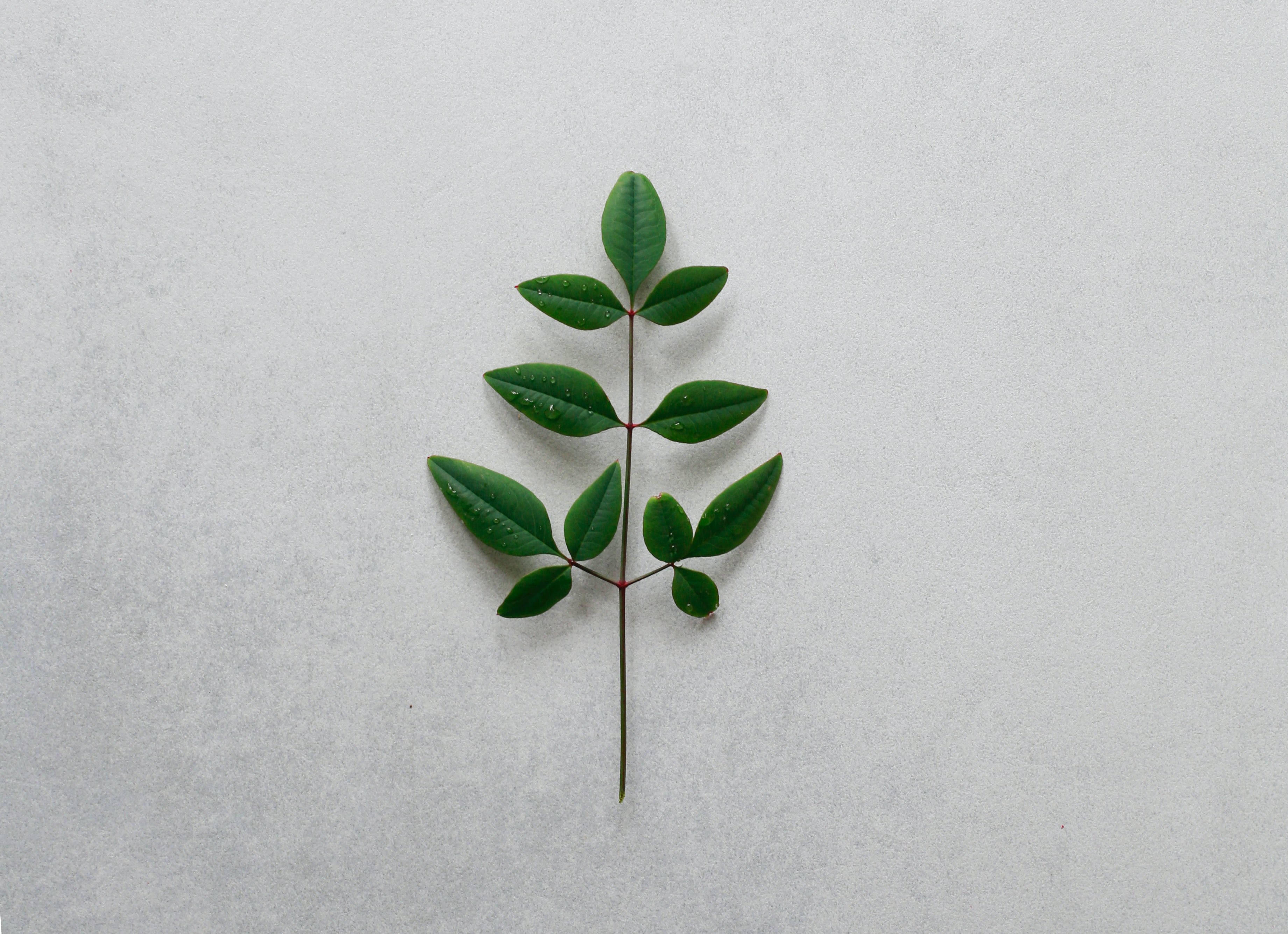 branch, minimalism, green, leaves, plant 4K Ultra