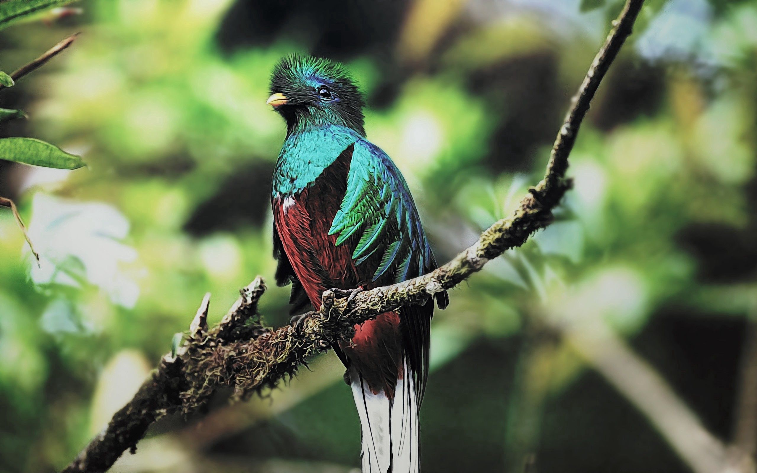 Descarga gratis la imagen Animales, Pájaro, Sentarse, Rama, Color, Quetzal en el escritorio de tu PC