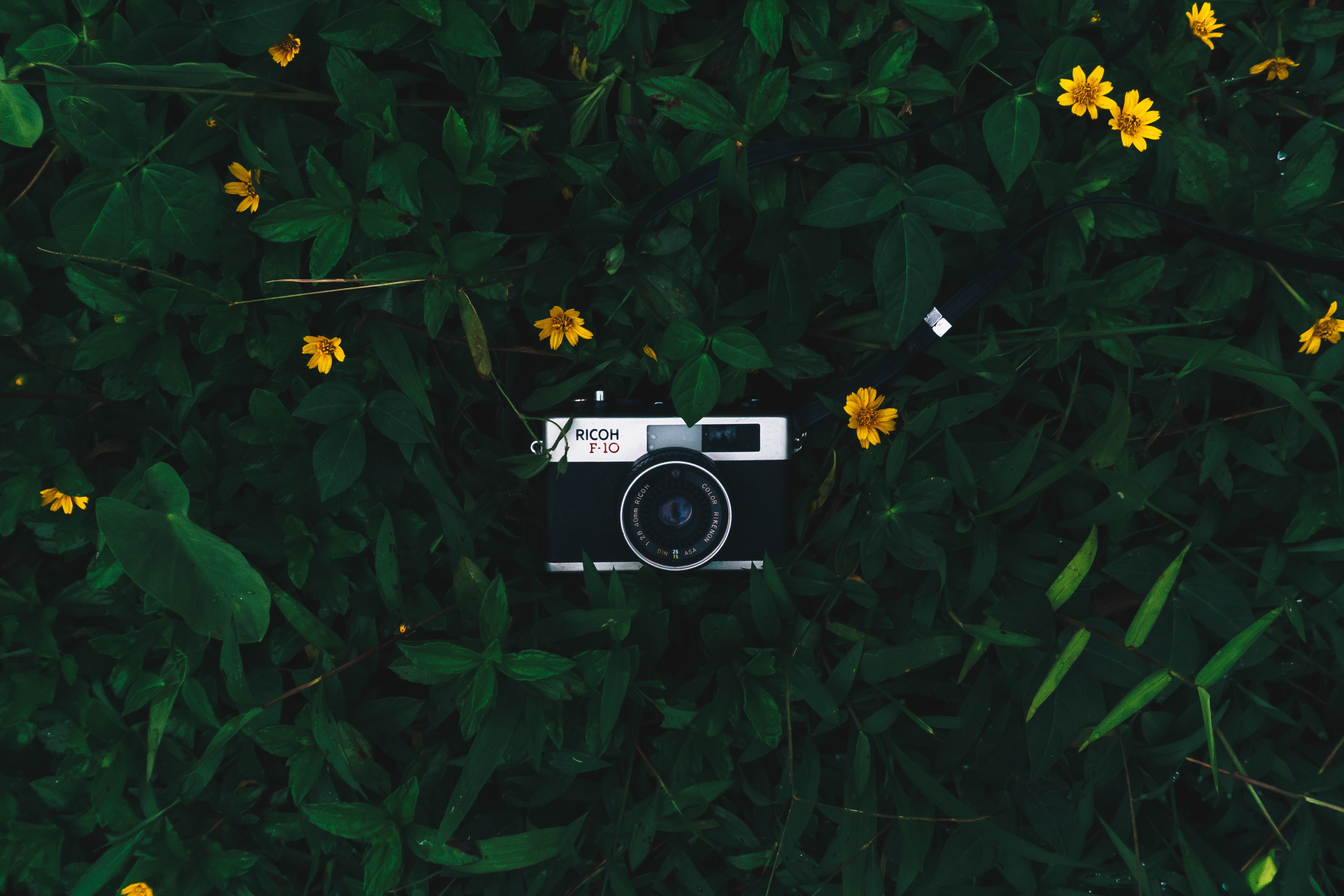camera, technology, flowers, leaves, yellow, green, lens, technologies mobile wallpaper