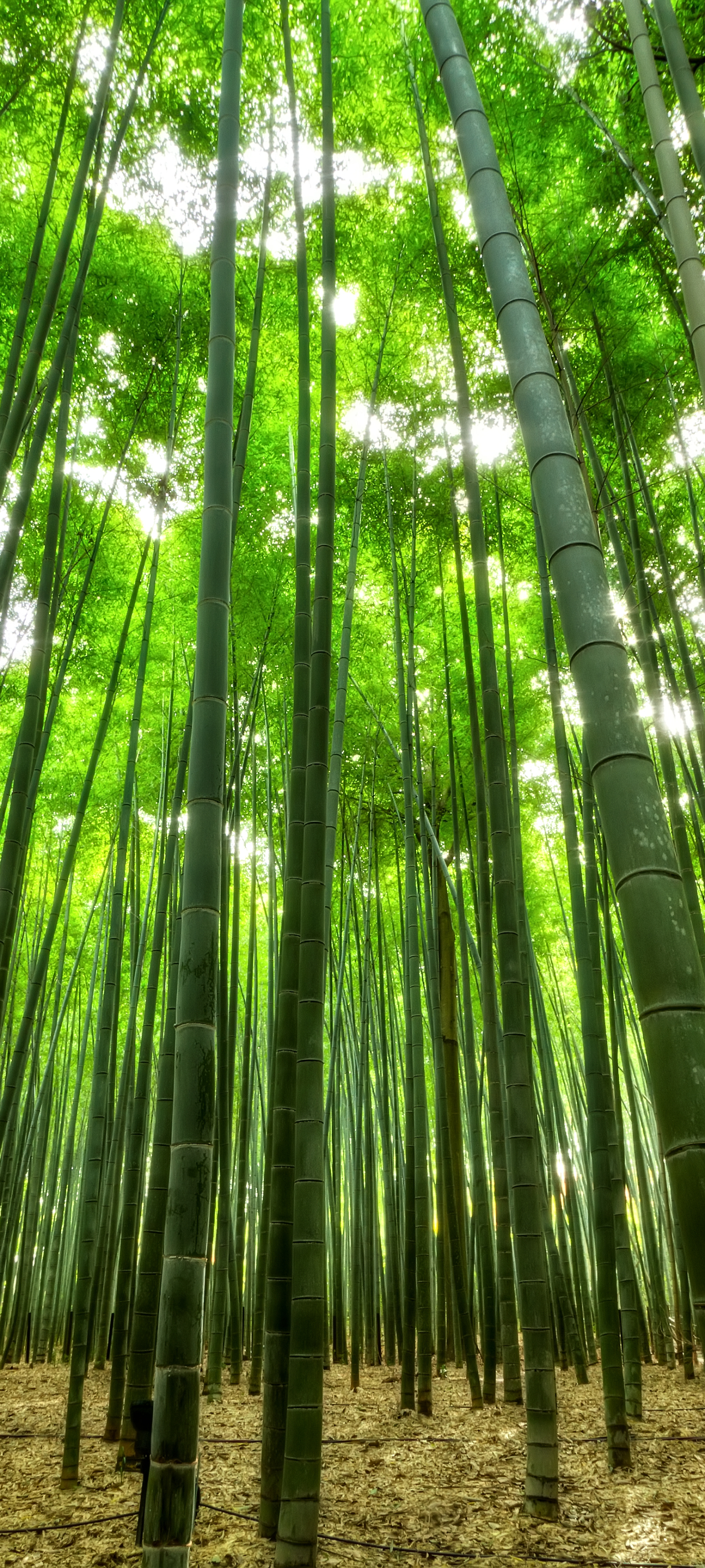 Download Bamboo wallpapers for mobile phone, free Bamboo HD pictures