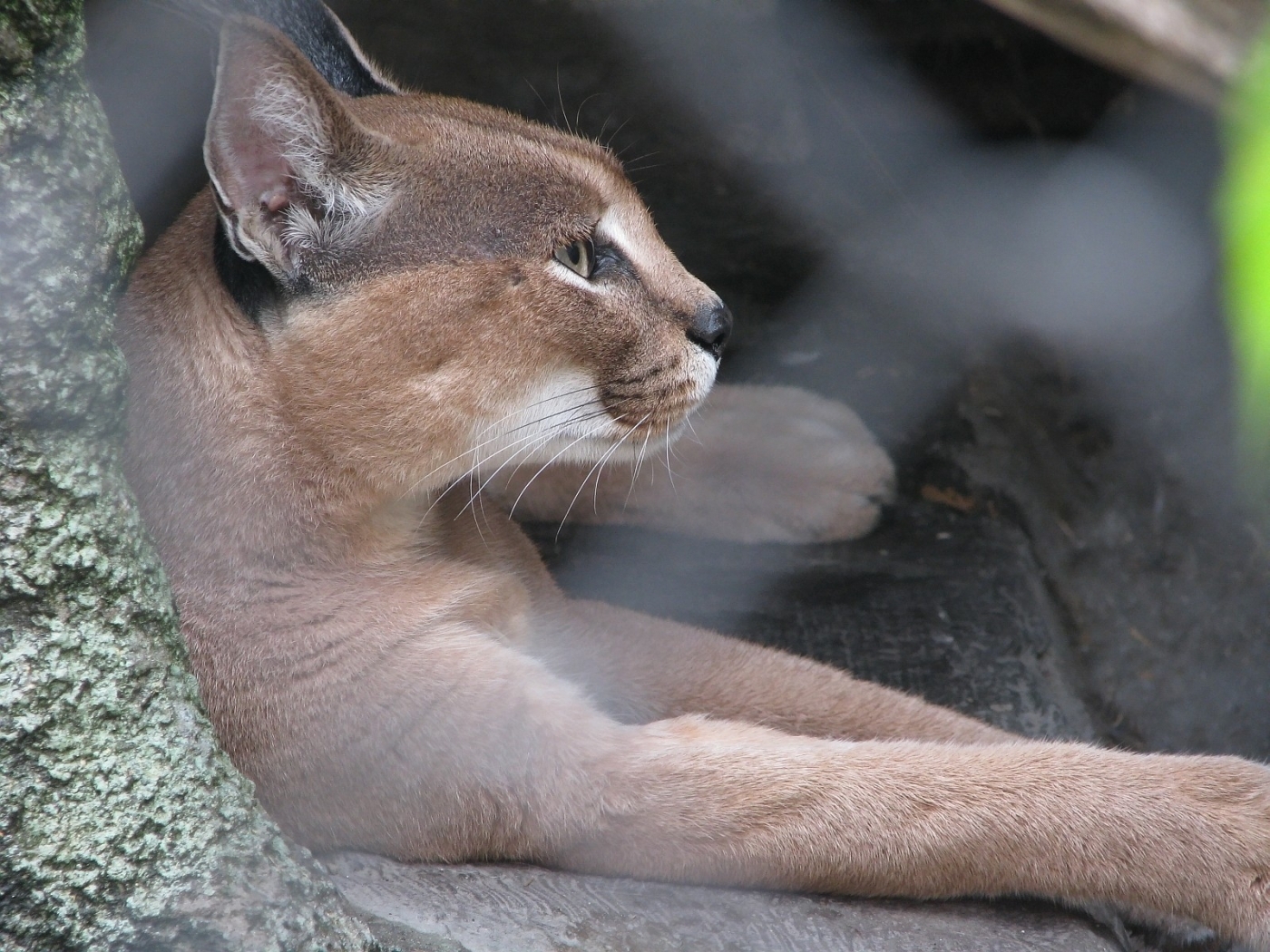 Download mobile wallpaper Animals, Puma for free.