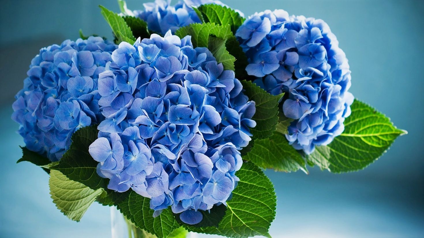 Синие цветы на языке цветов. Блуе Фловер.