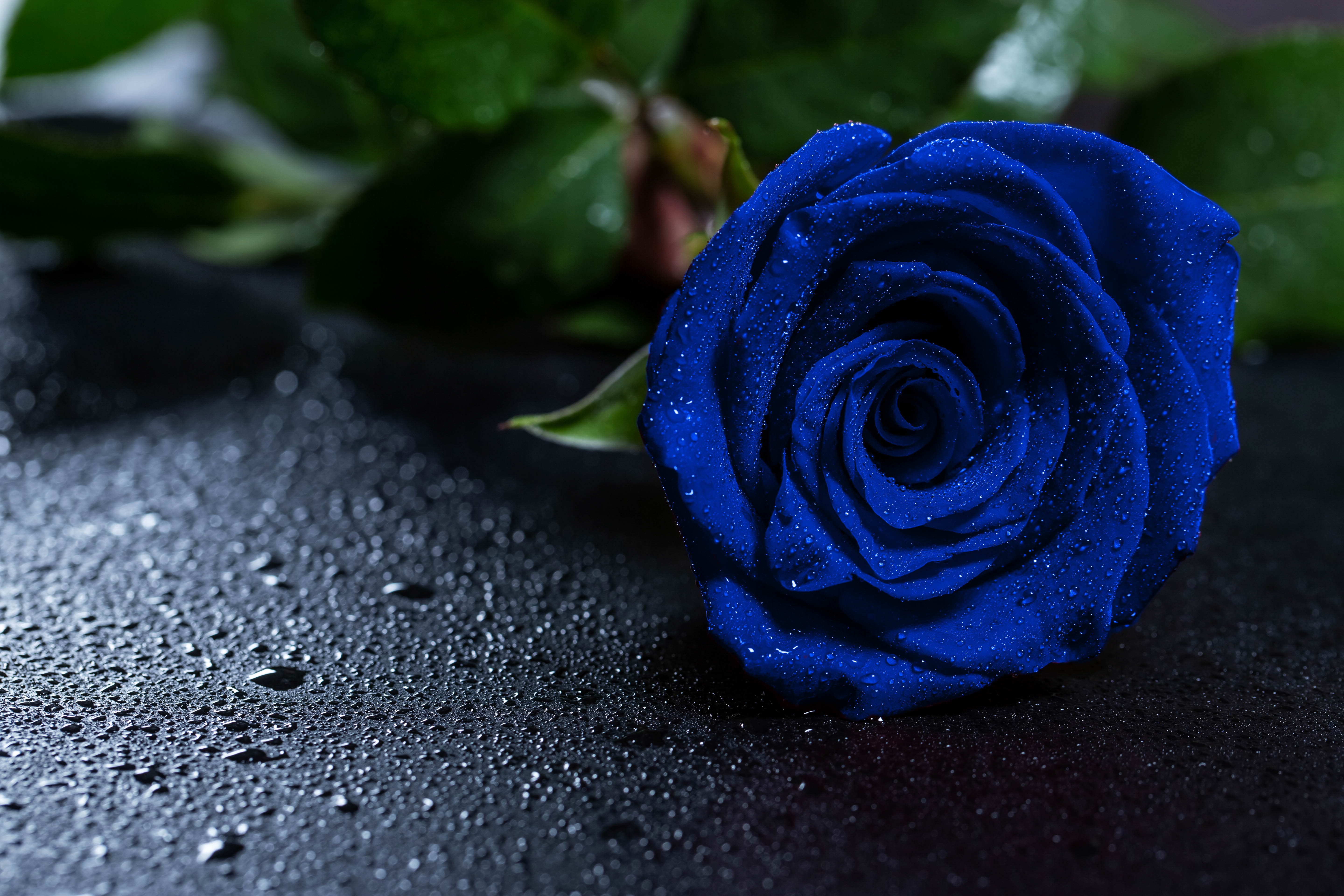drops, flowers, blue rose, rose flower, rose, bud 8K
