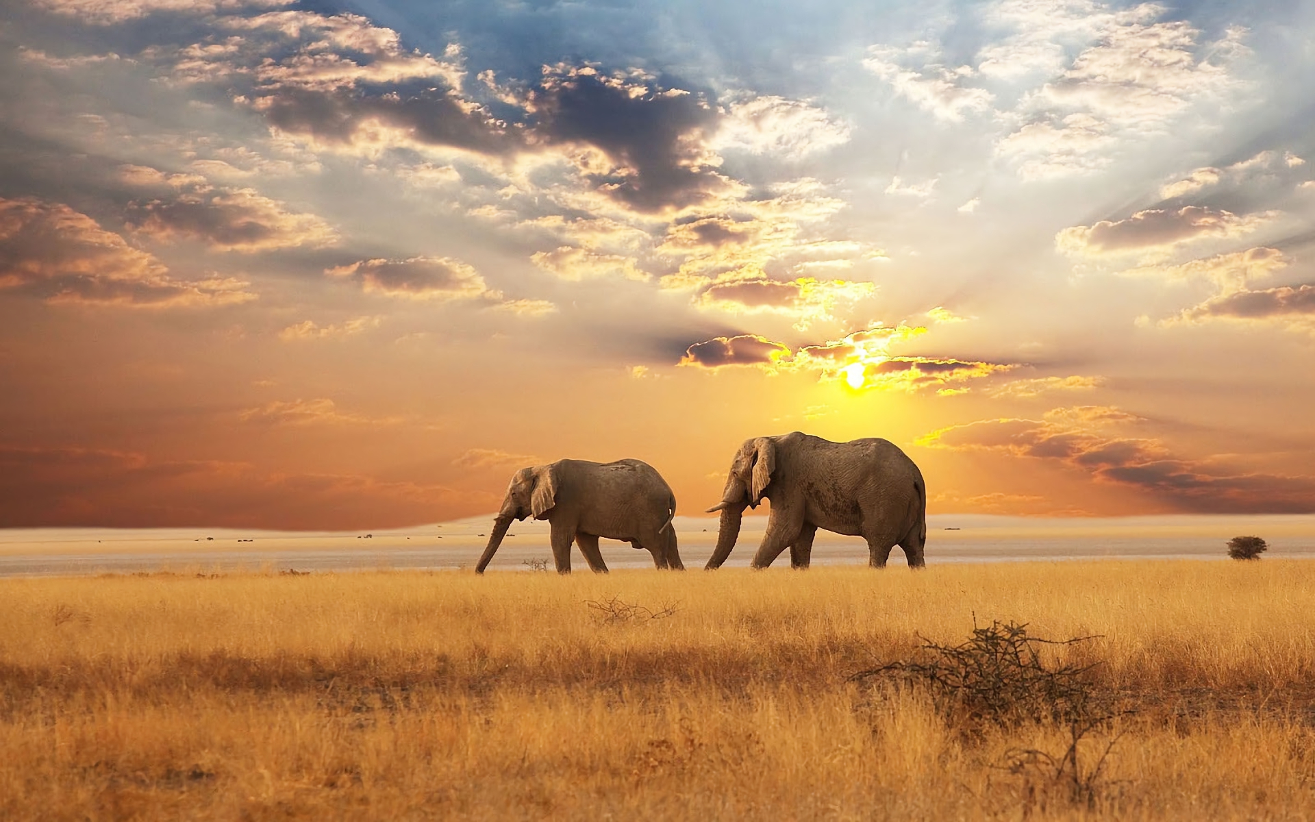401429 Bild herunterladen savanne, tiere, afrikanischer elefant, afrika, elefanten - Hintergrundbilder und Bildschirmschoner kostenlos