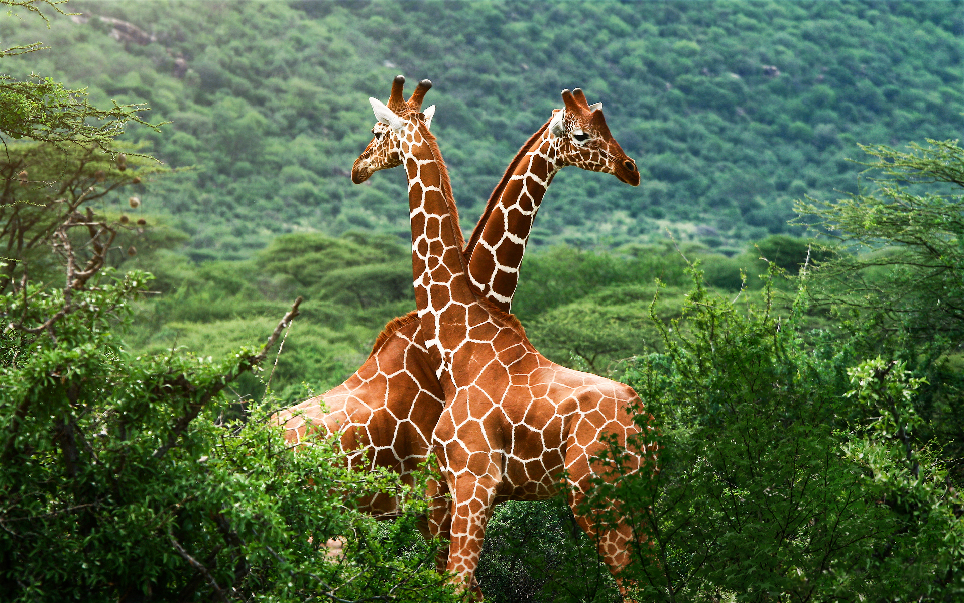 532935 下載圖片 动物, 长颈鹿 - 免費壁紙和屏保