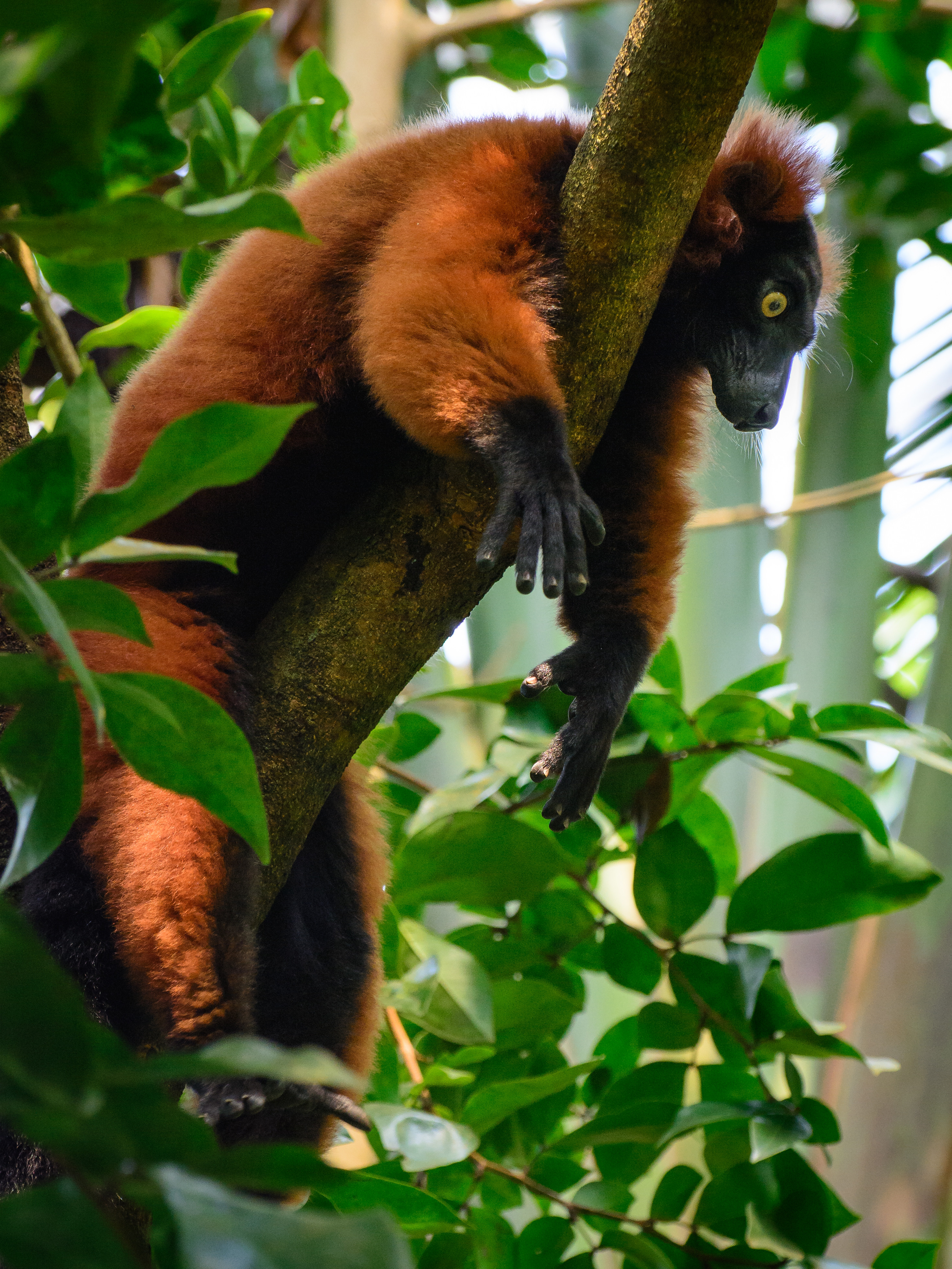 Download mobile wallpaper Lemur, Tree, Animal, Animals, Wood for free.