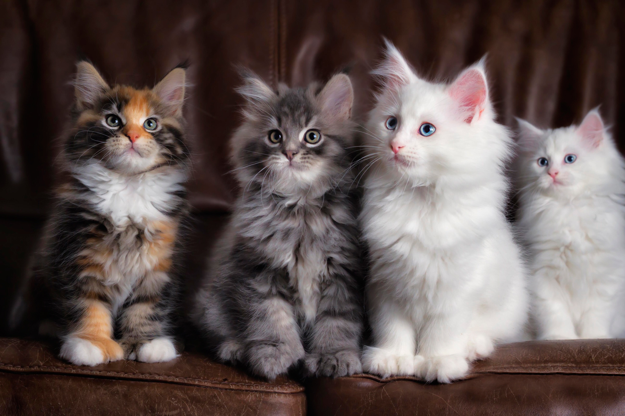 124050壁紙のダウンロード子猫, ふわふわ, 動物, 色とりどり, 猫, ふかふかした, 可愛い, 多色の-スクリーンセーバーと写真を無料で