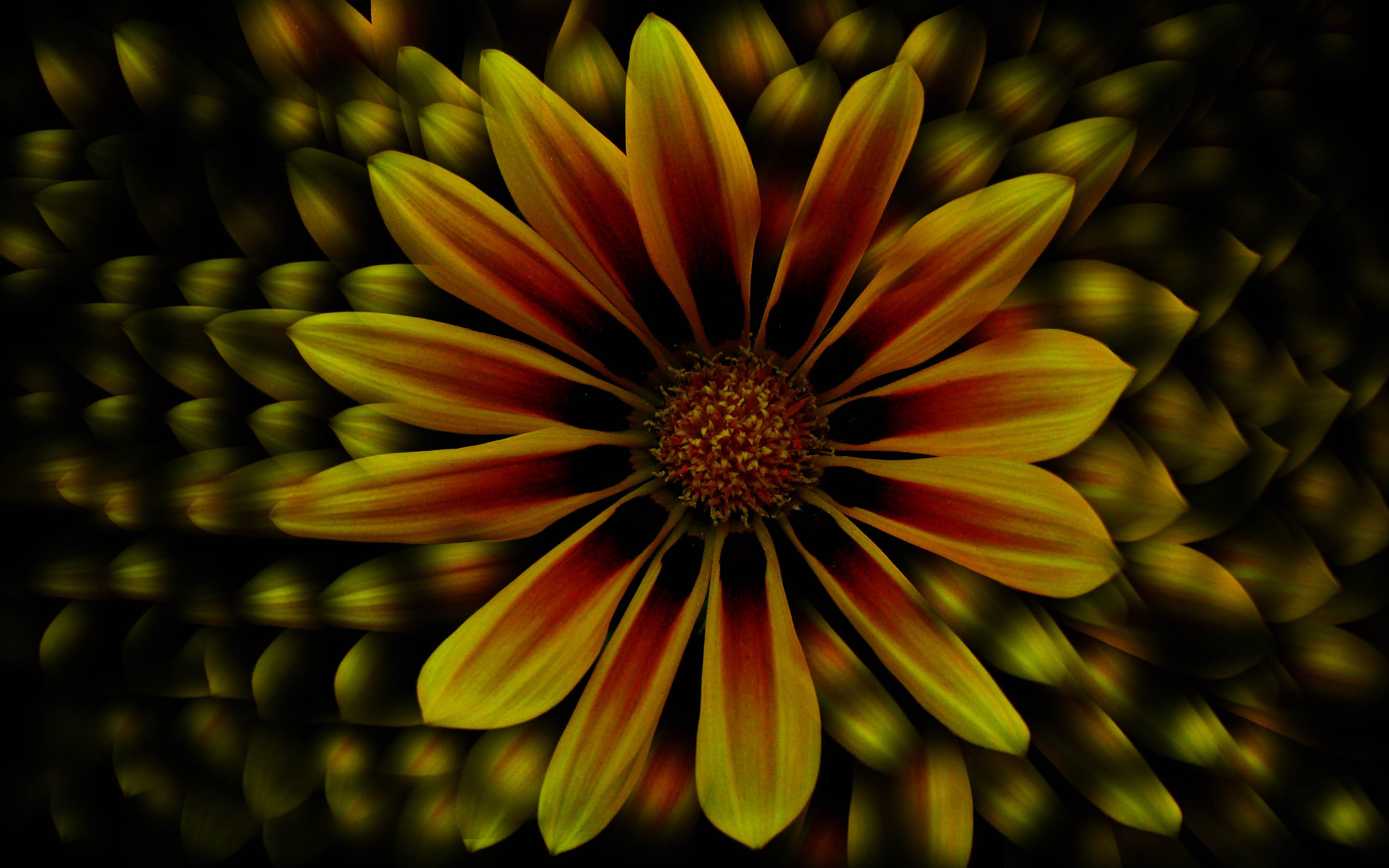 Desktop Backgrounds Flowers 