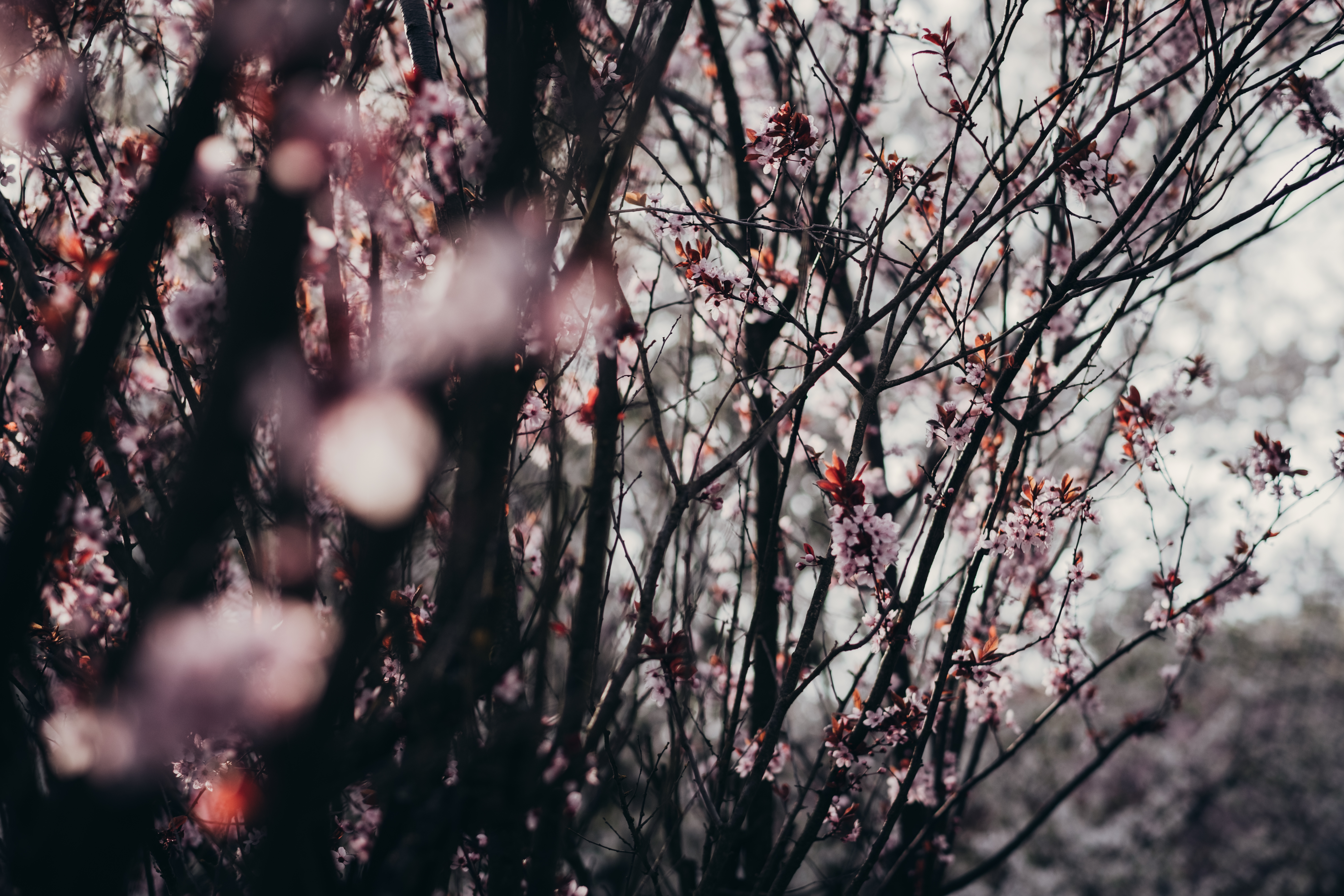 Download mobile wallpaper Spring, Trees, Nature, Flowers, Sakura for free.