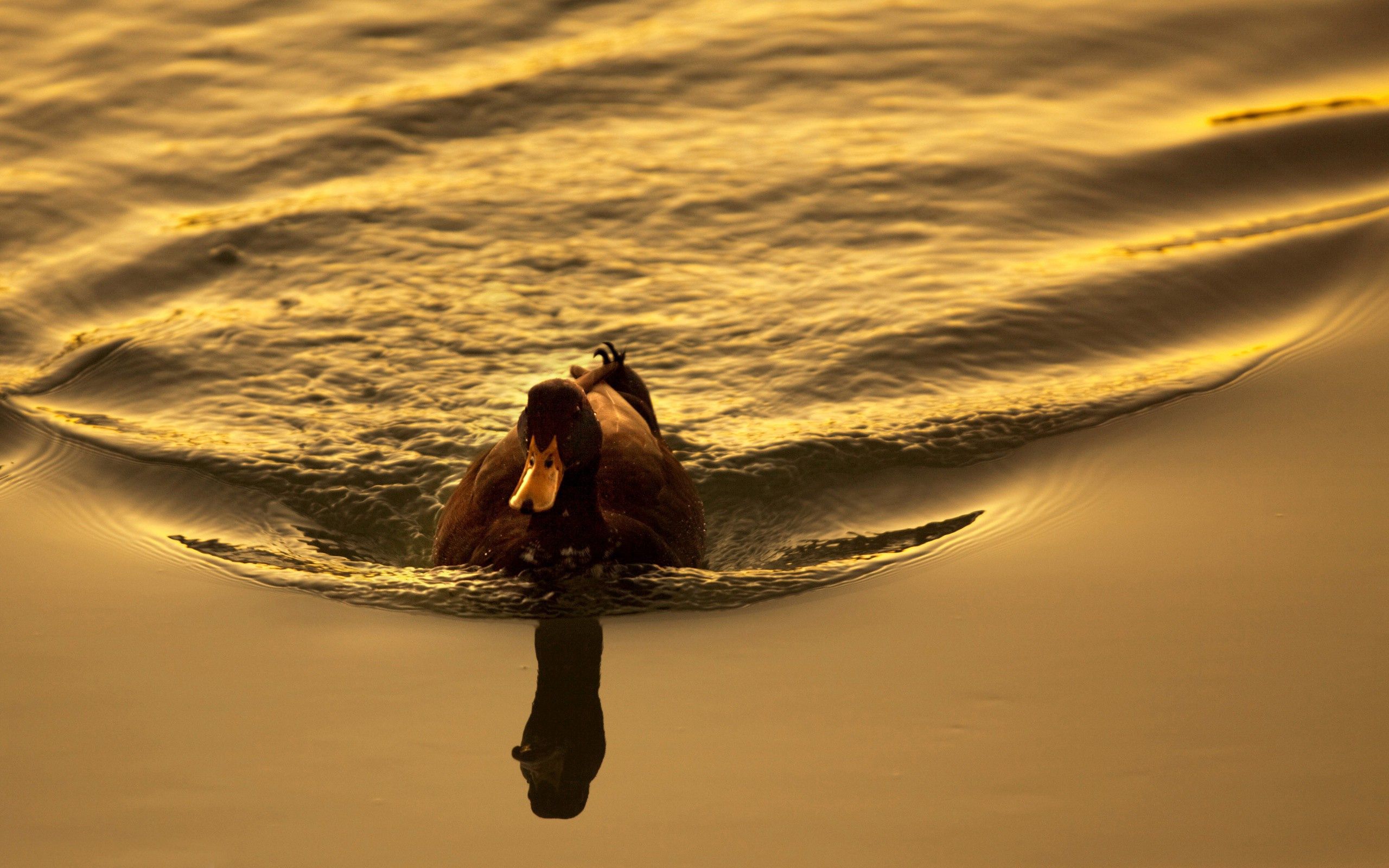 duck, animals, sunset, lake, bird, to swim, swim download HD wallpaper
