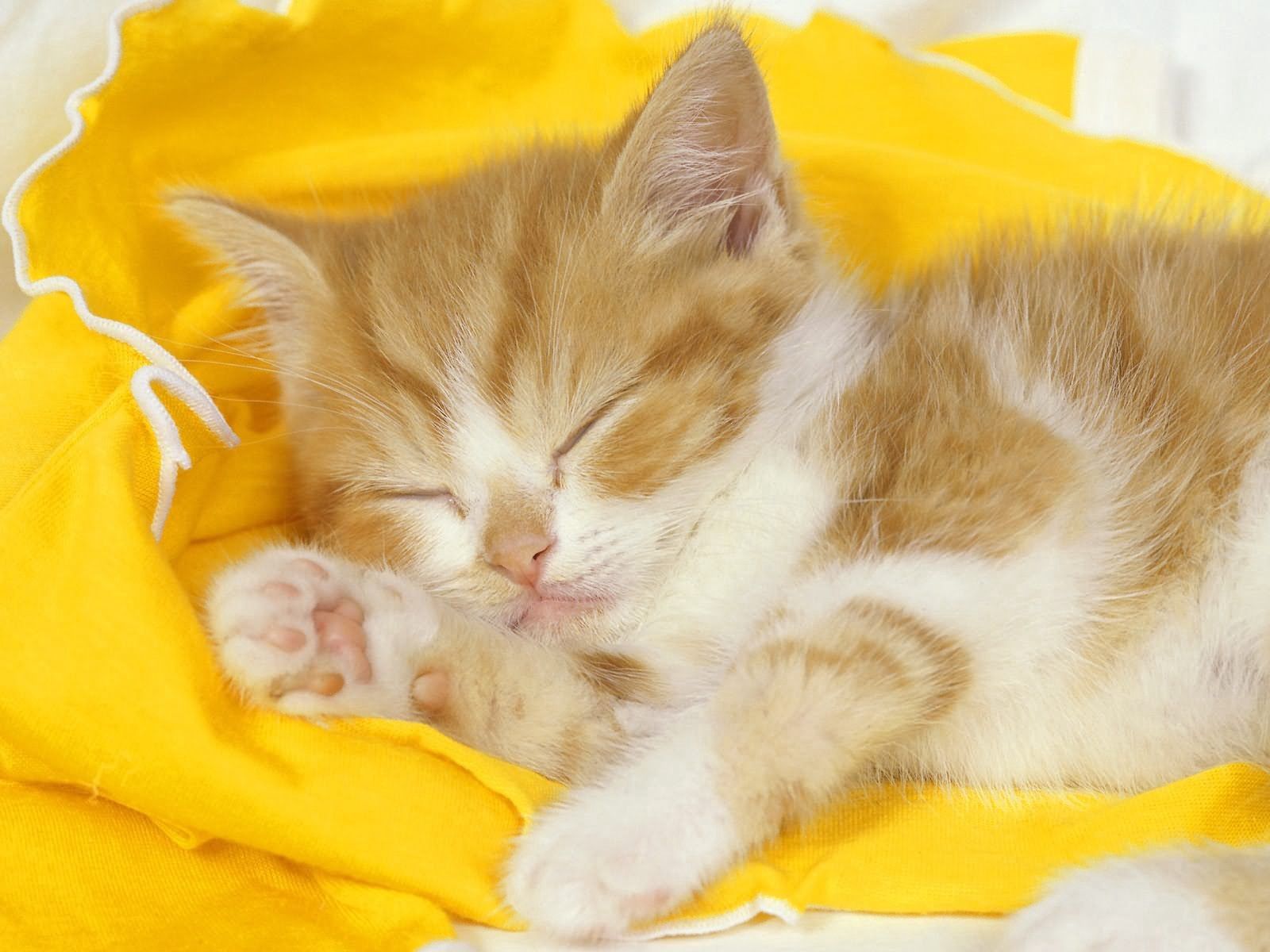 無料モバイル壁紙キティ, 布, キッド, 睡眠, 夢, トット, 動物, 子猫をダウンロードします。