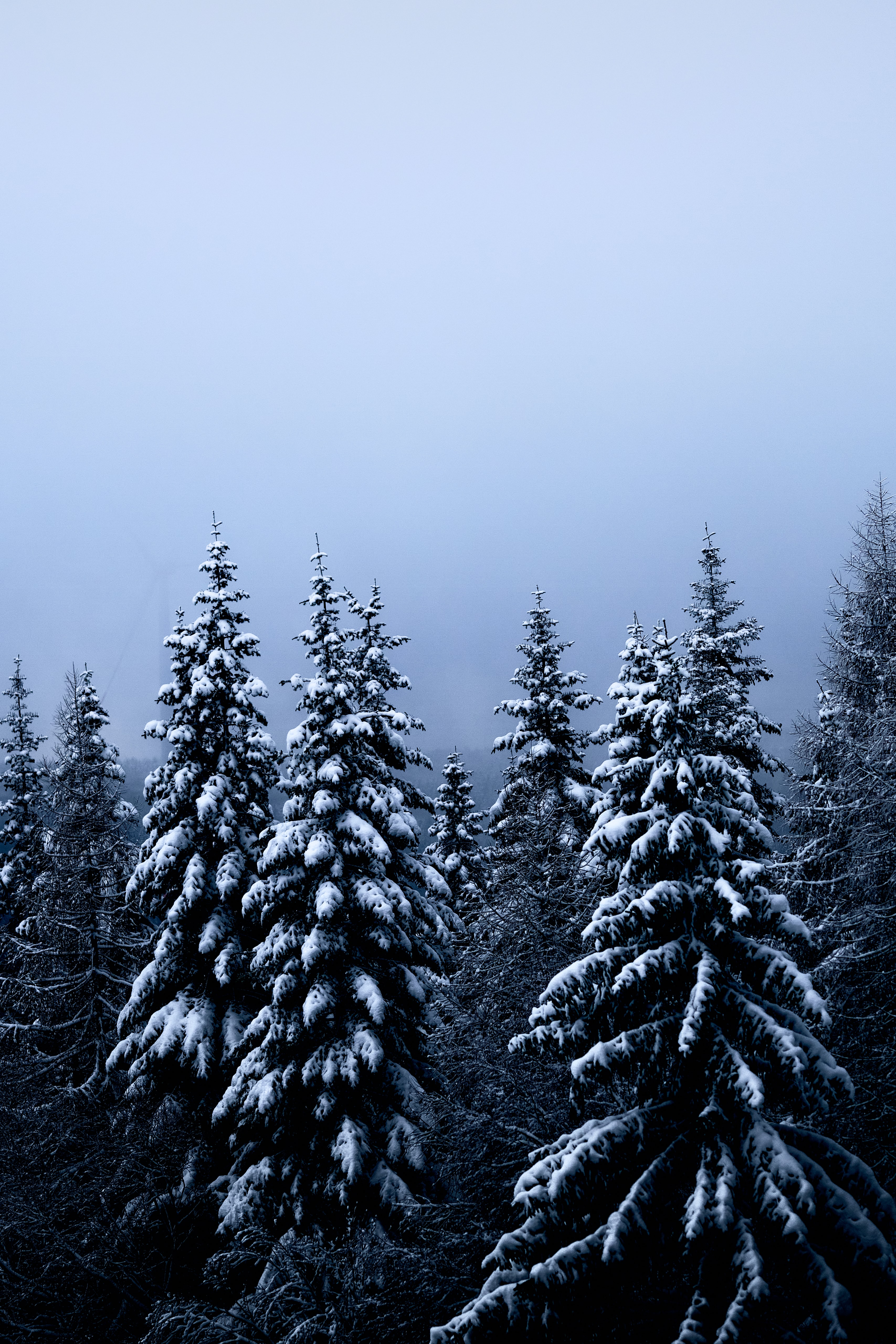 Handy-Wallpaper Natur, Winter, Schnee, Wald, Bäume, Tannenbaum kostenlos herunterladen.