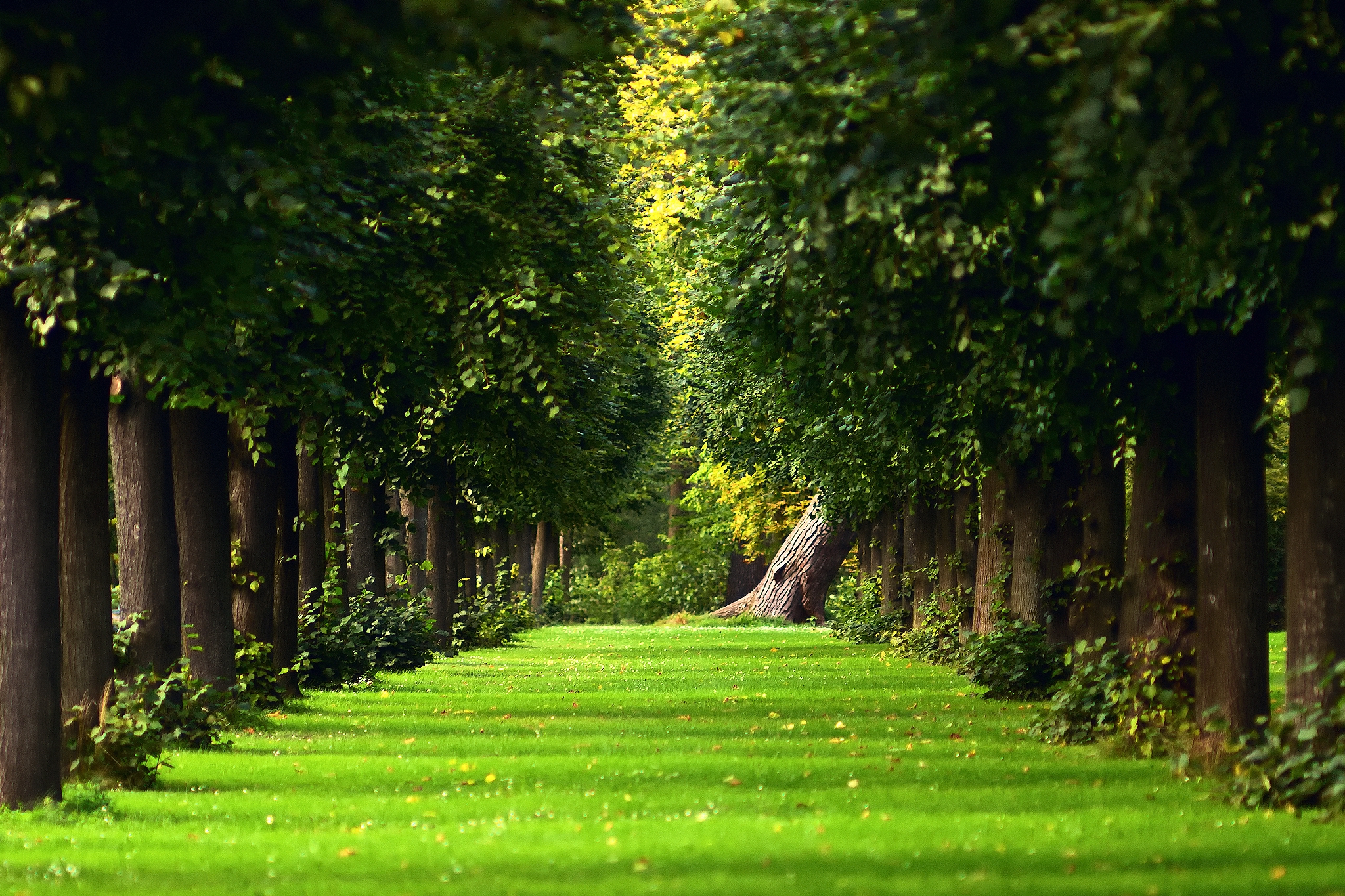 Mobile wallpaper park, trees, lawn, leaves, nature, summer, alley, track
