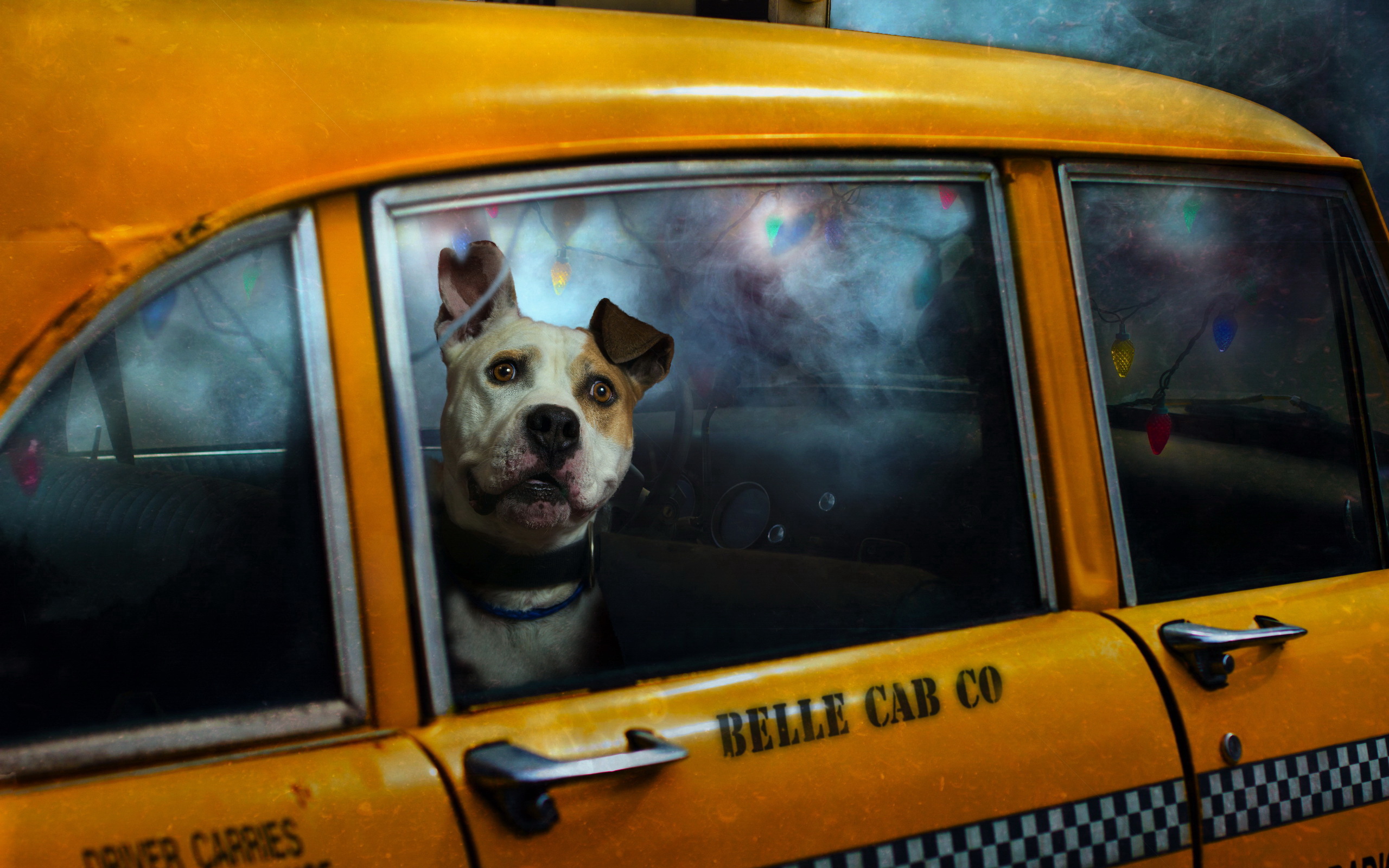 taxi, animal, dog, dogs HD wallpaper