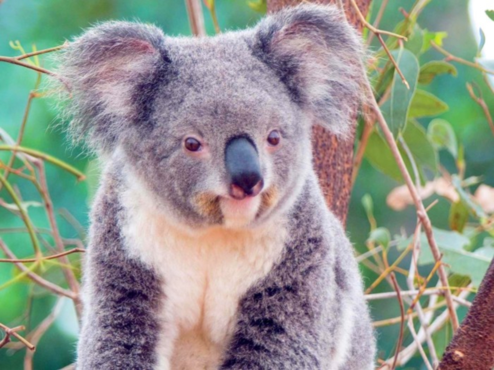 8853 Bild herunterladen tiere, koalas - Hintergrundbilder und Bildschirmschoner kostenlos