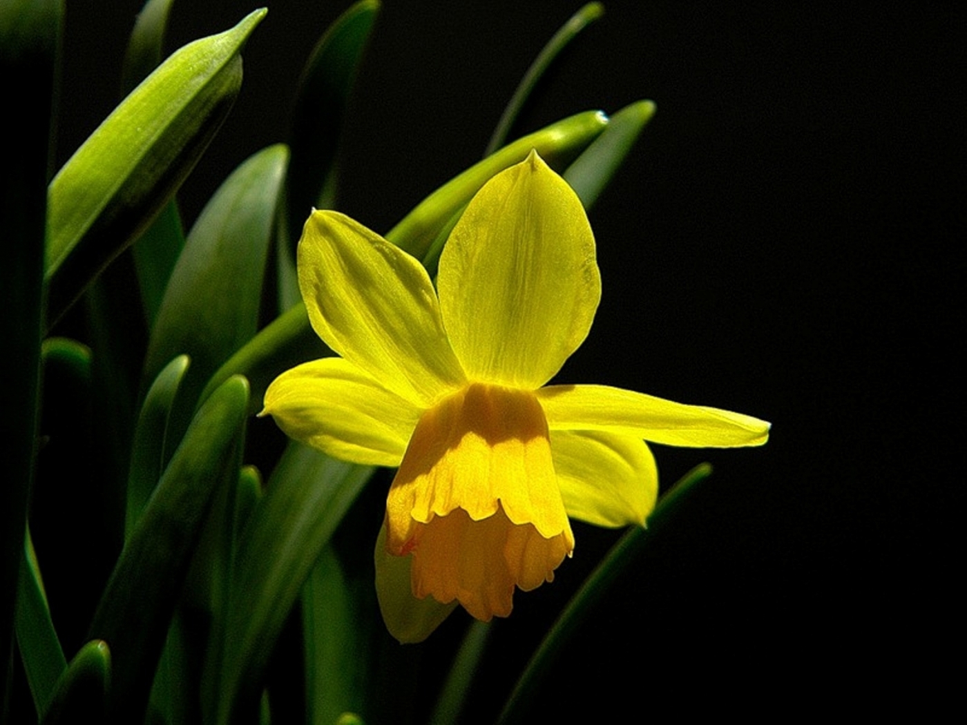 Download mobile wallpaper Narcissussi, Flowers, Plants for free.