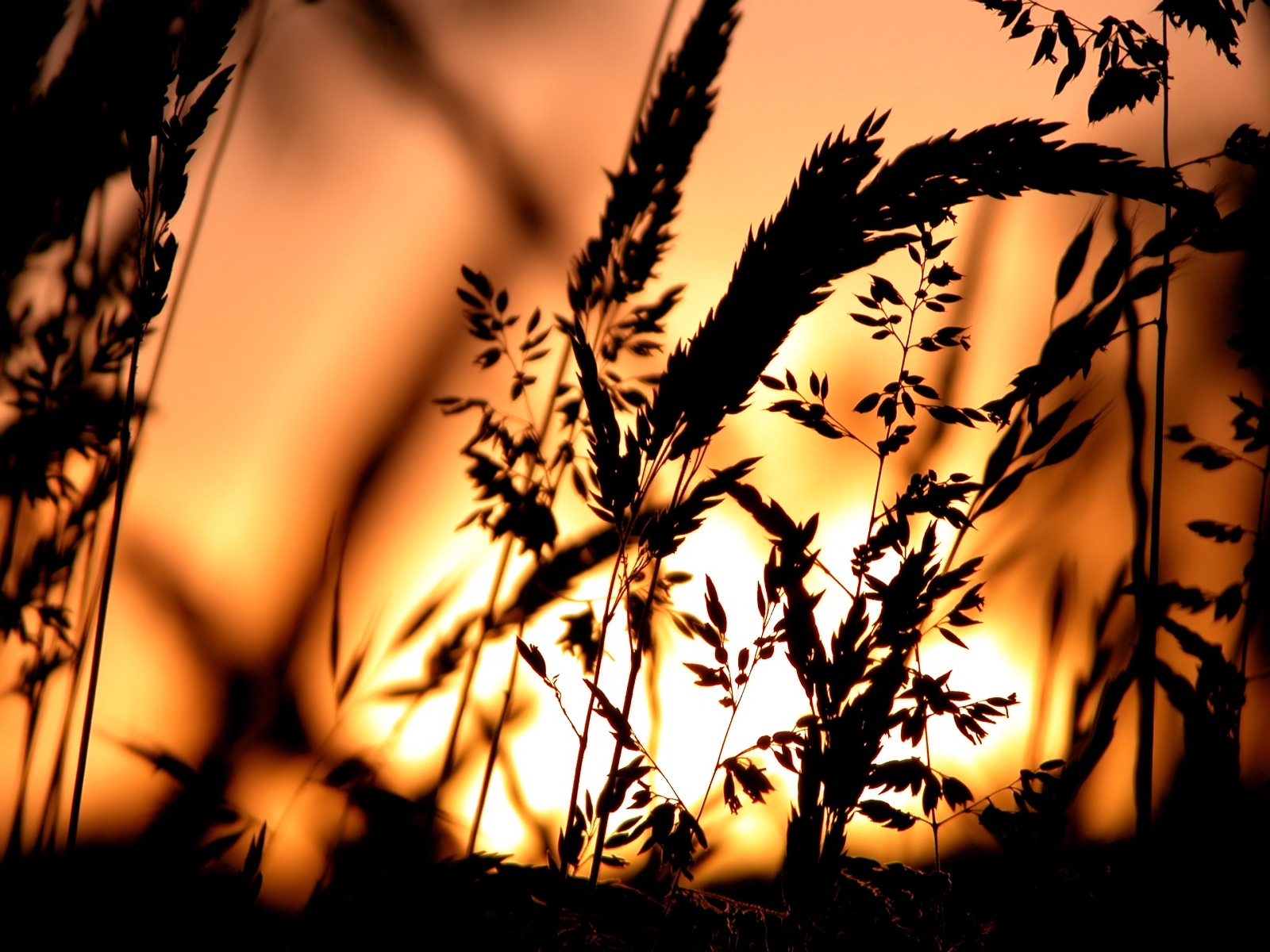 Download mobile wallpaper Grass, Plants, Sunset for free.