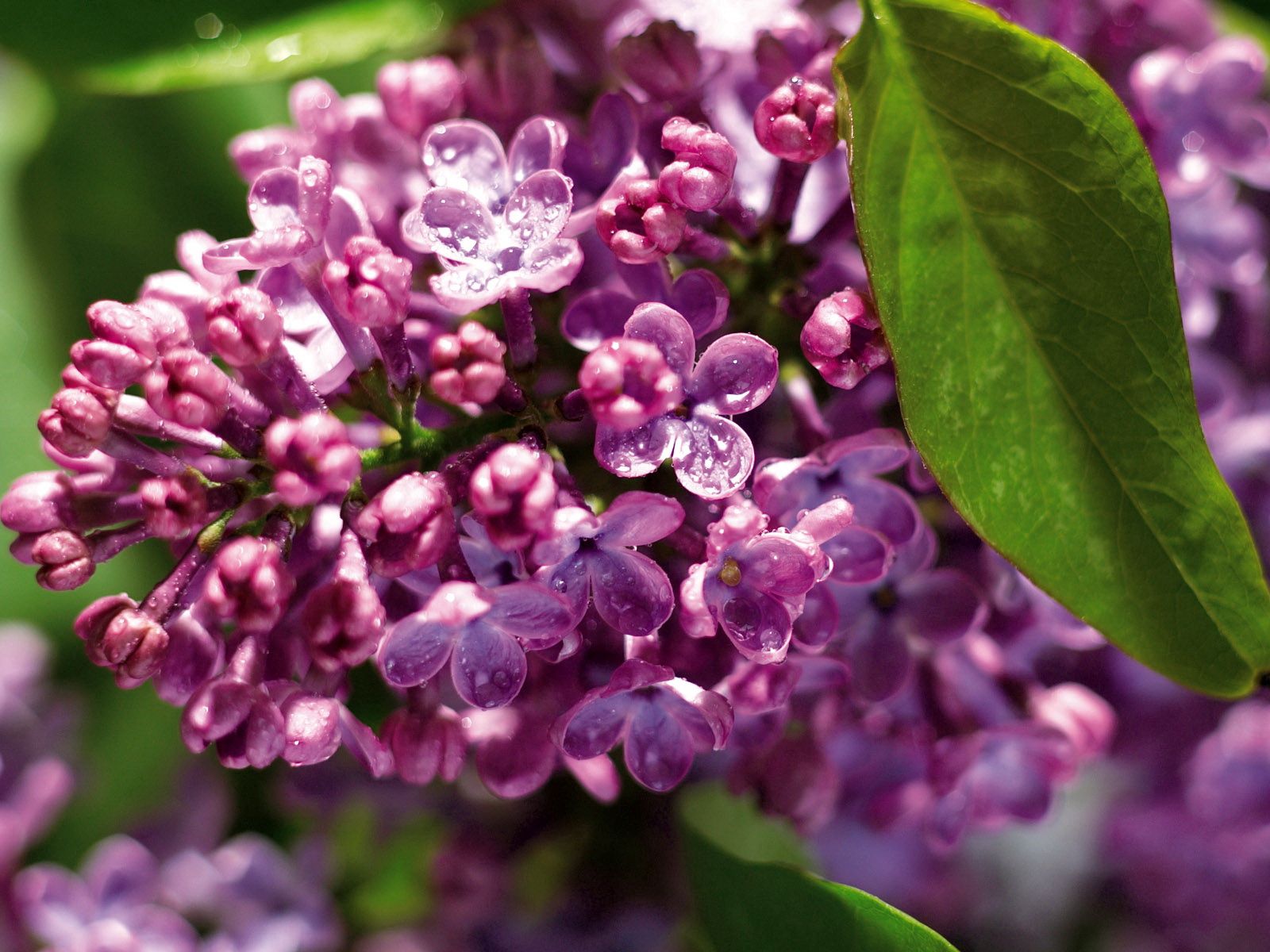 Laden Sie das Lilac, Makro, Feuchtigkeit, Blätter, Drops-Bild kostenlos auf Ihren PC-Desktop herunter