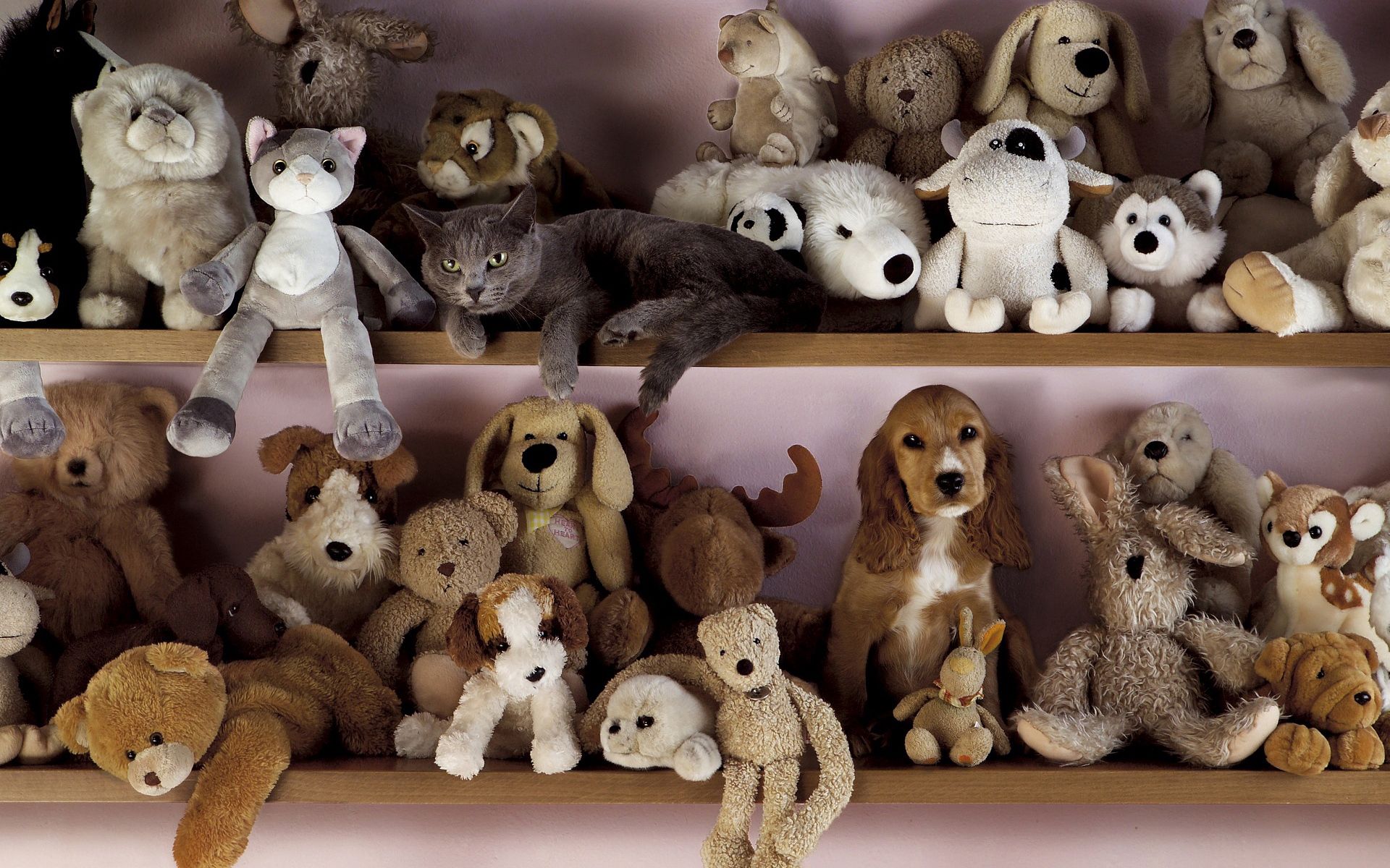 100739 baixar papel de parede animais, brinquedos, gato, cão, prateleira - protetores de tela e imagens gratuitamente