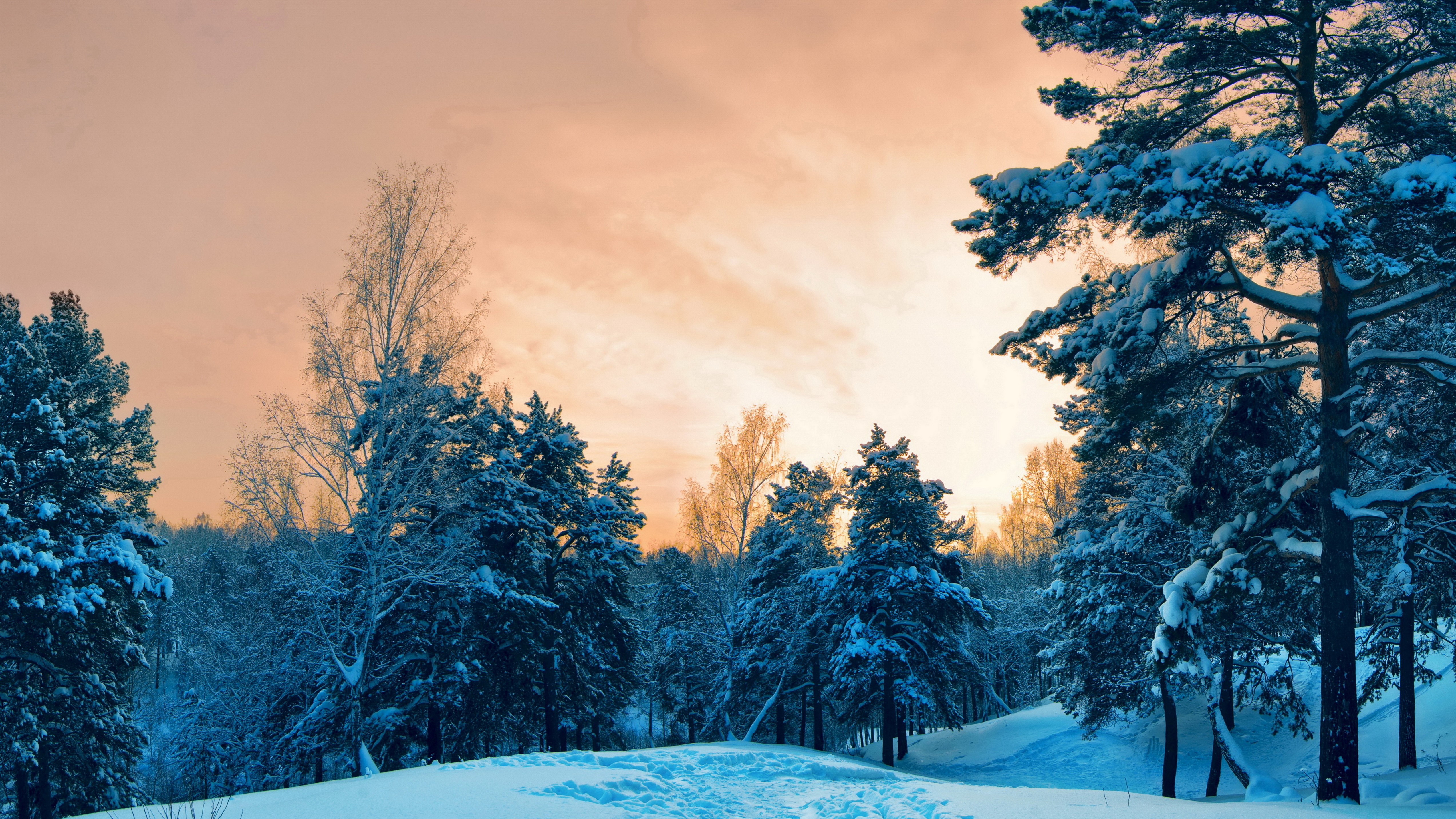 Winter forest. Зимний лес. Зимний пейзаж. Зимой в лесу. Заснеженный лес.