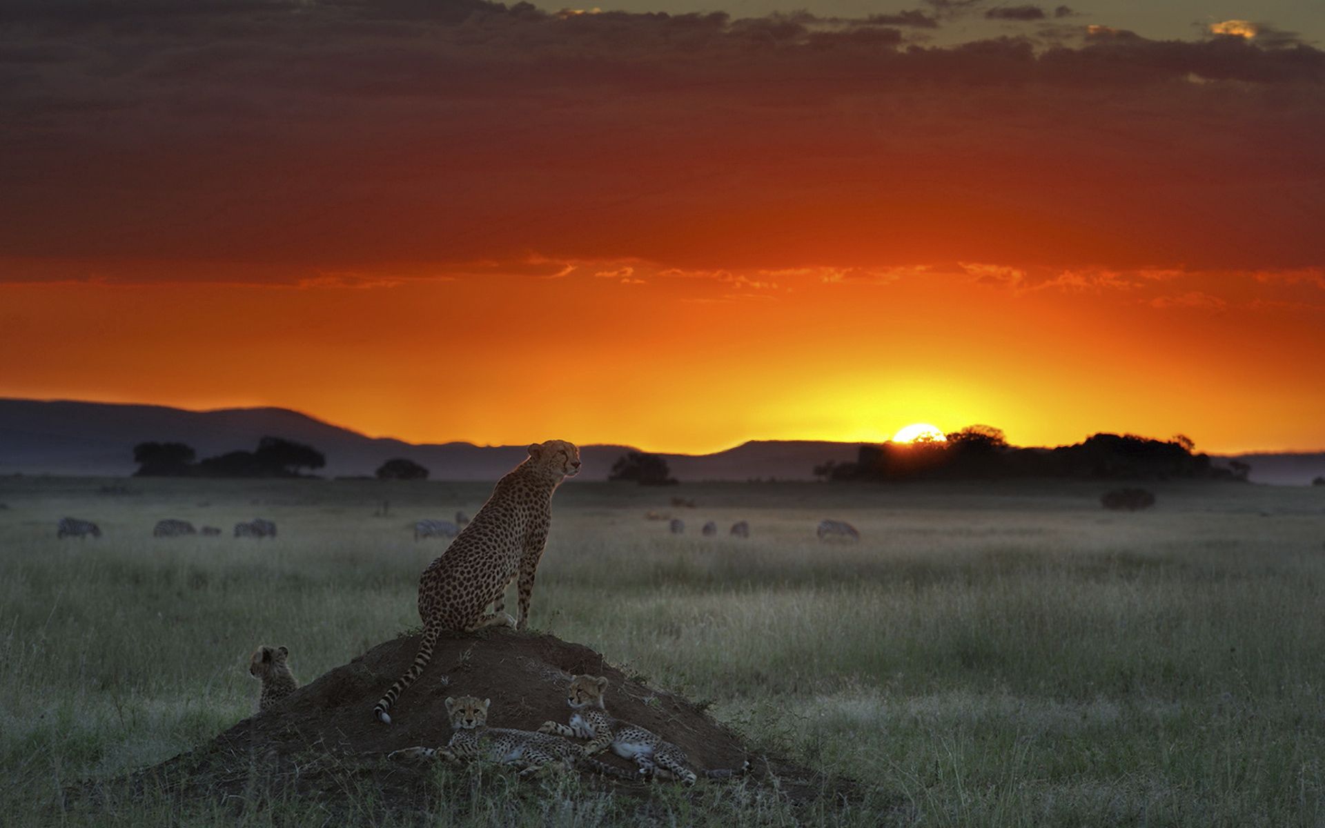 cheetah, grass, animals, sunset, horizon, sit, elevation cellphone