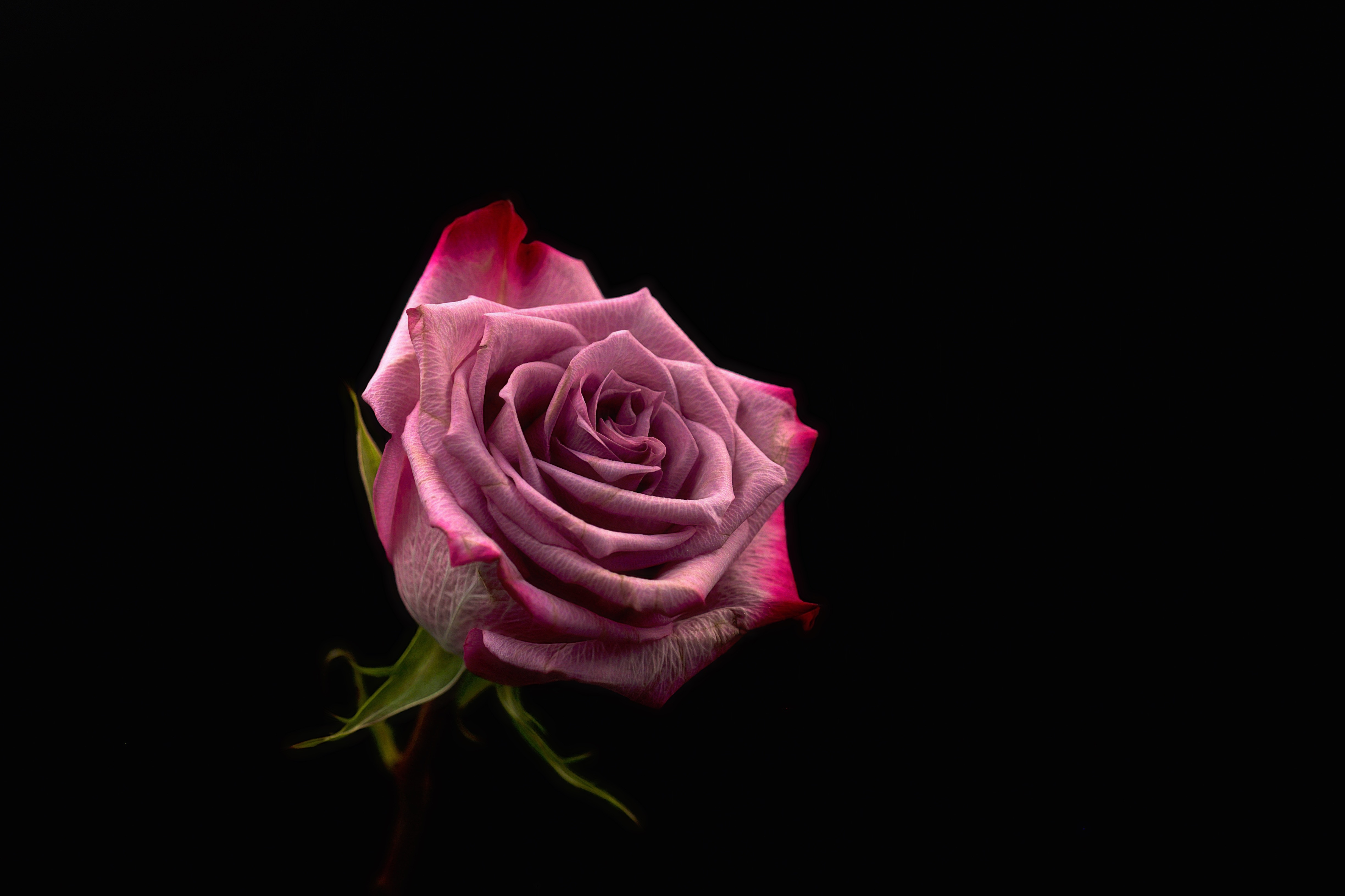 dark background, rose flower, dark, pink, rose, bud 8K