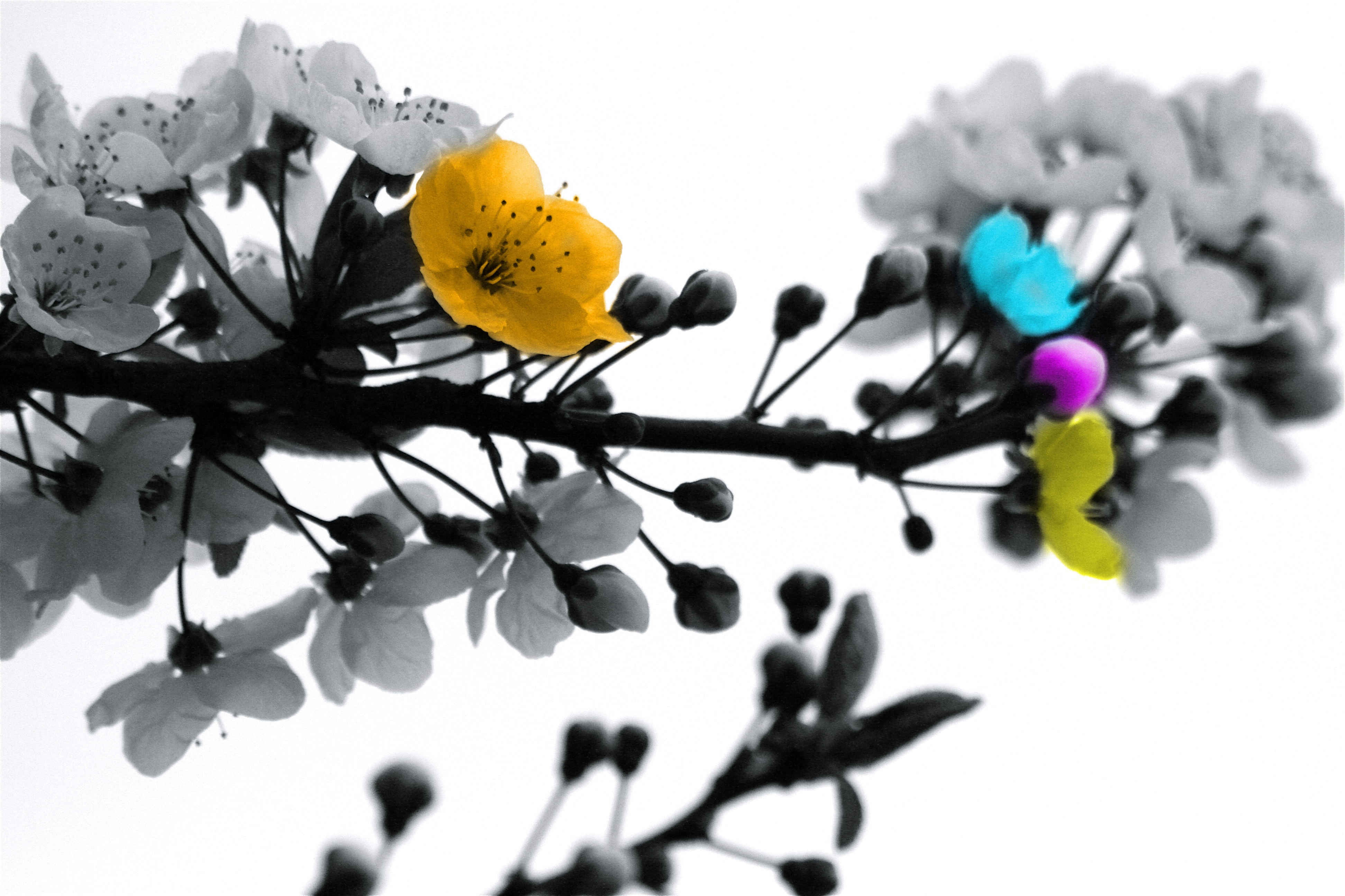 Download mobile wallpaper Flowering, Chb, Flowers, Motley, Branch, Bloom, Bw, Multicolored for free.