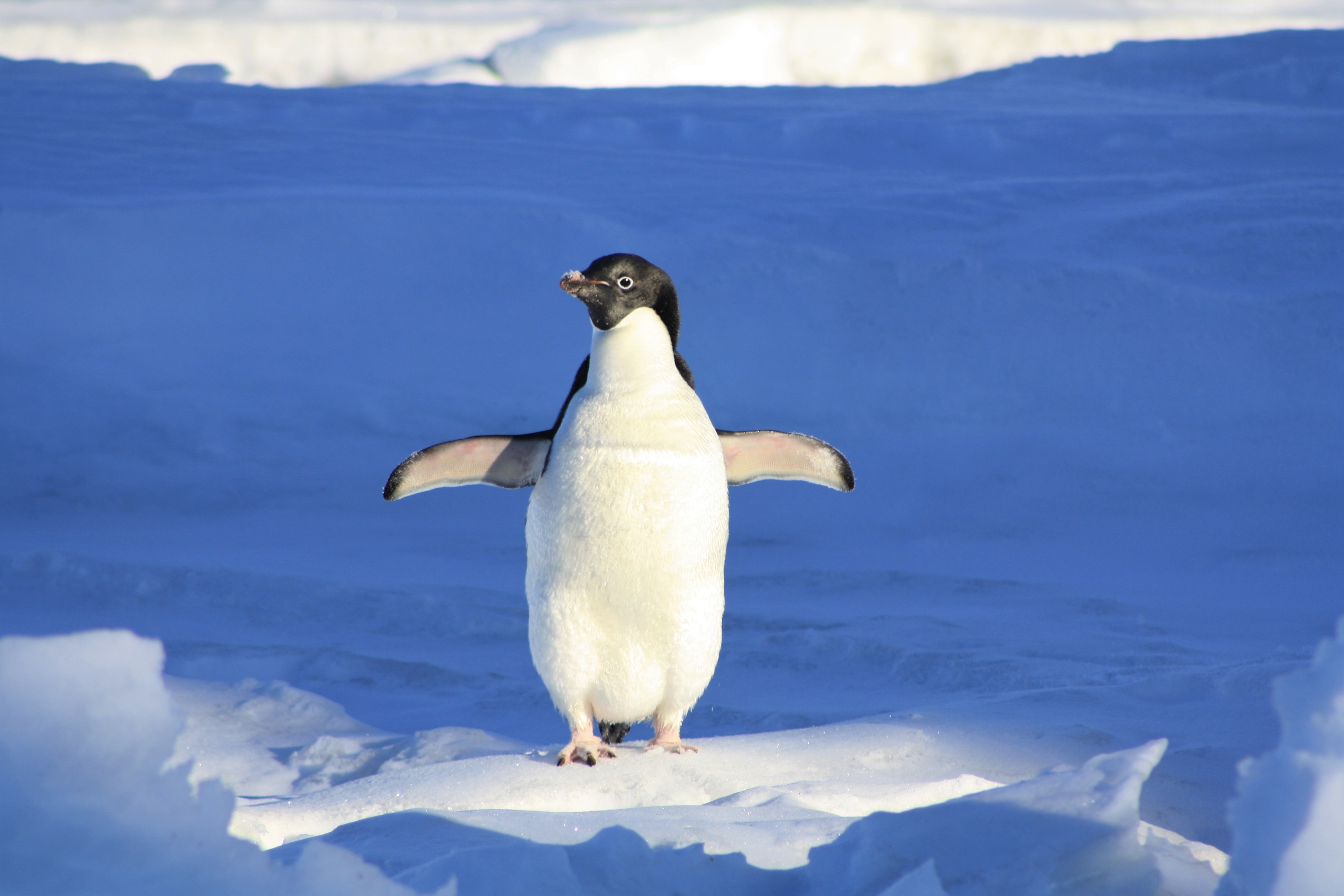 Симулятор пингвина