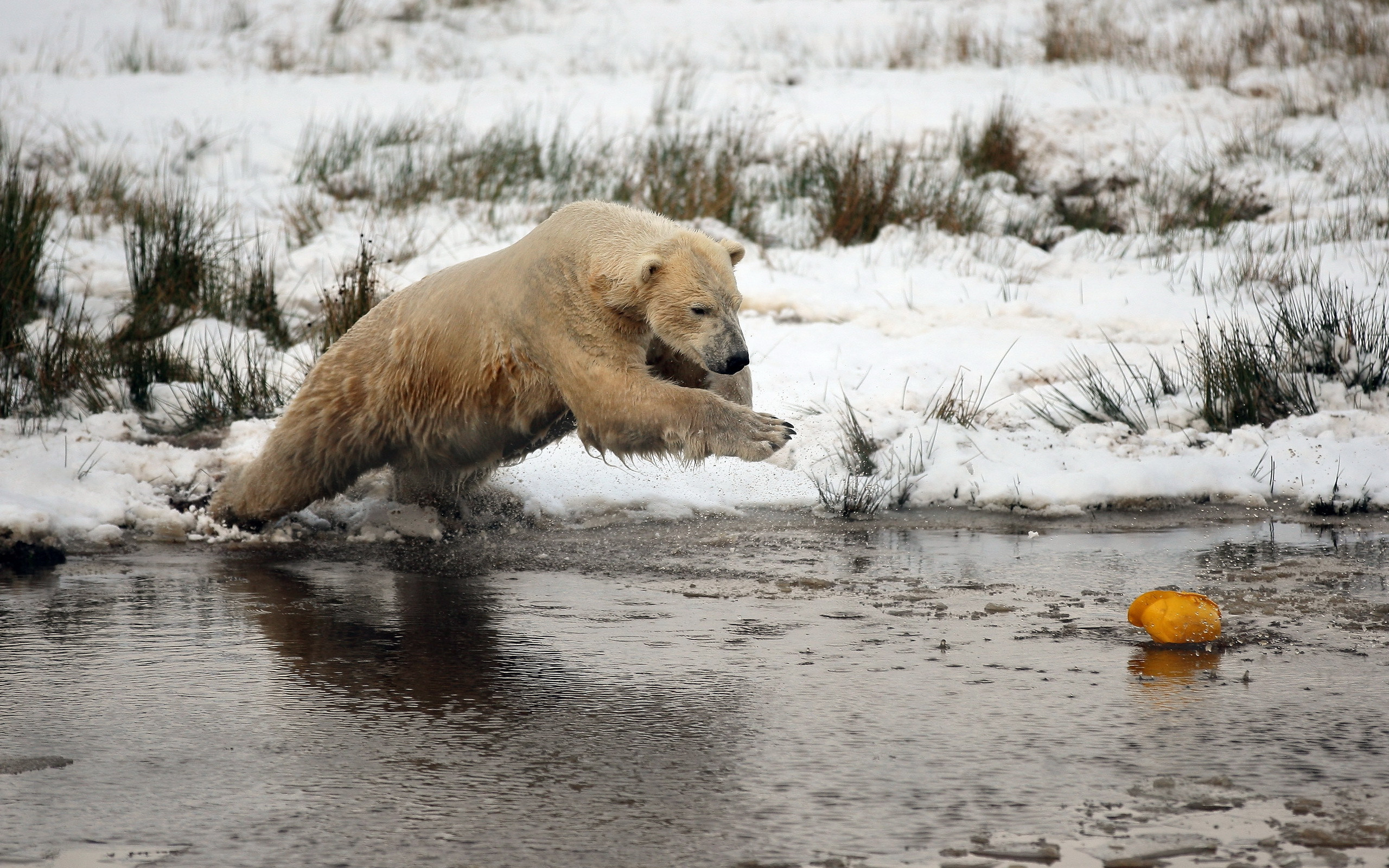 Медведь в прыжке