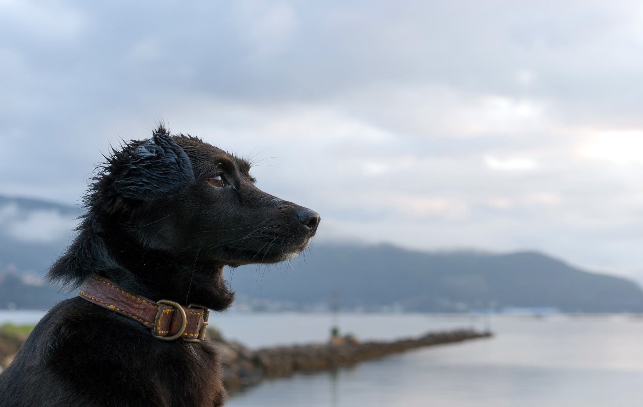 Черные собаки море