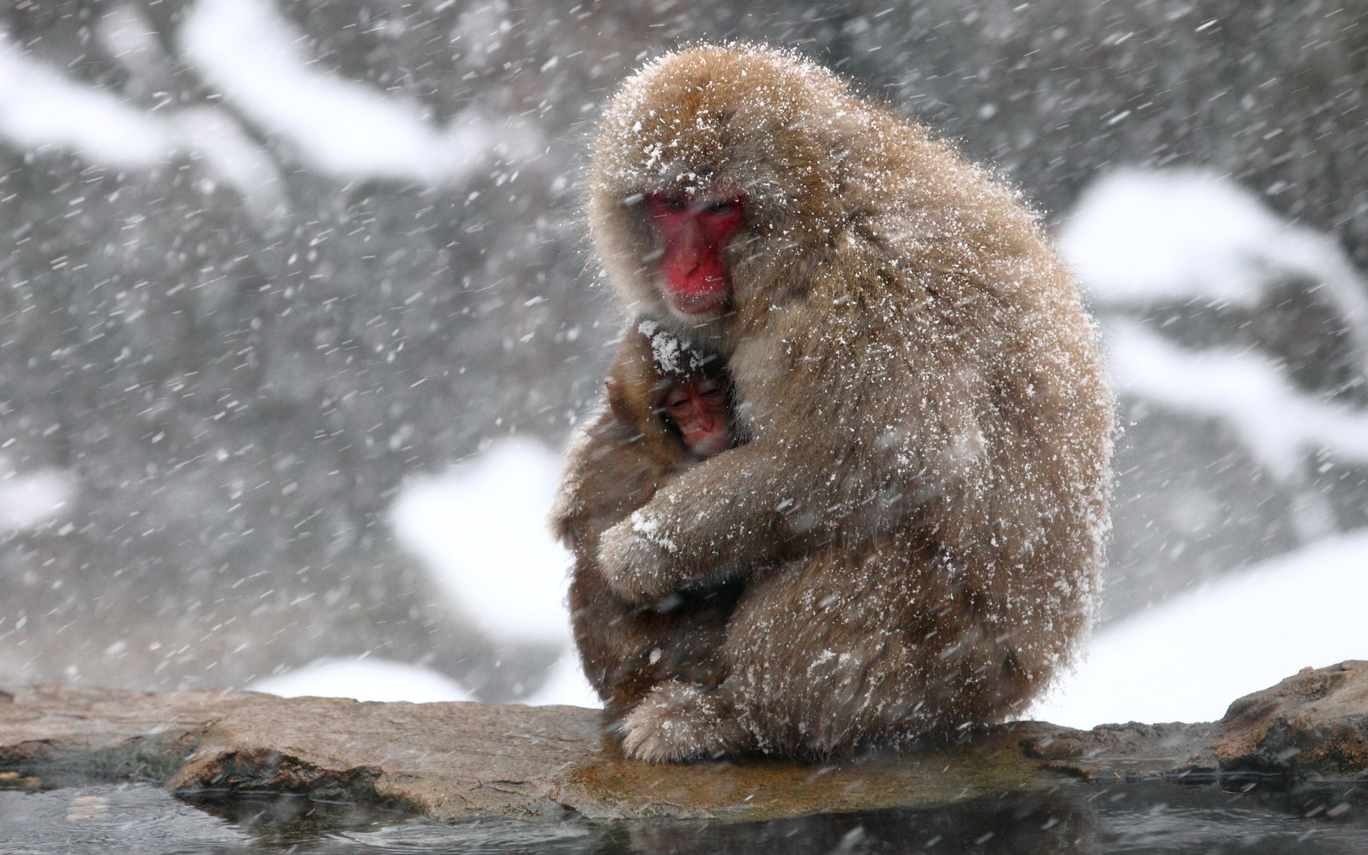 277529 télécharger le fond d'écran animaux, macaque japonais, singes - économiseurs d'écran et images gratuitement
