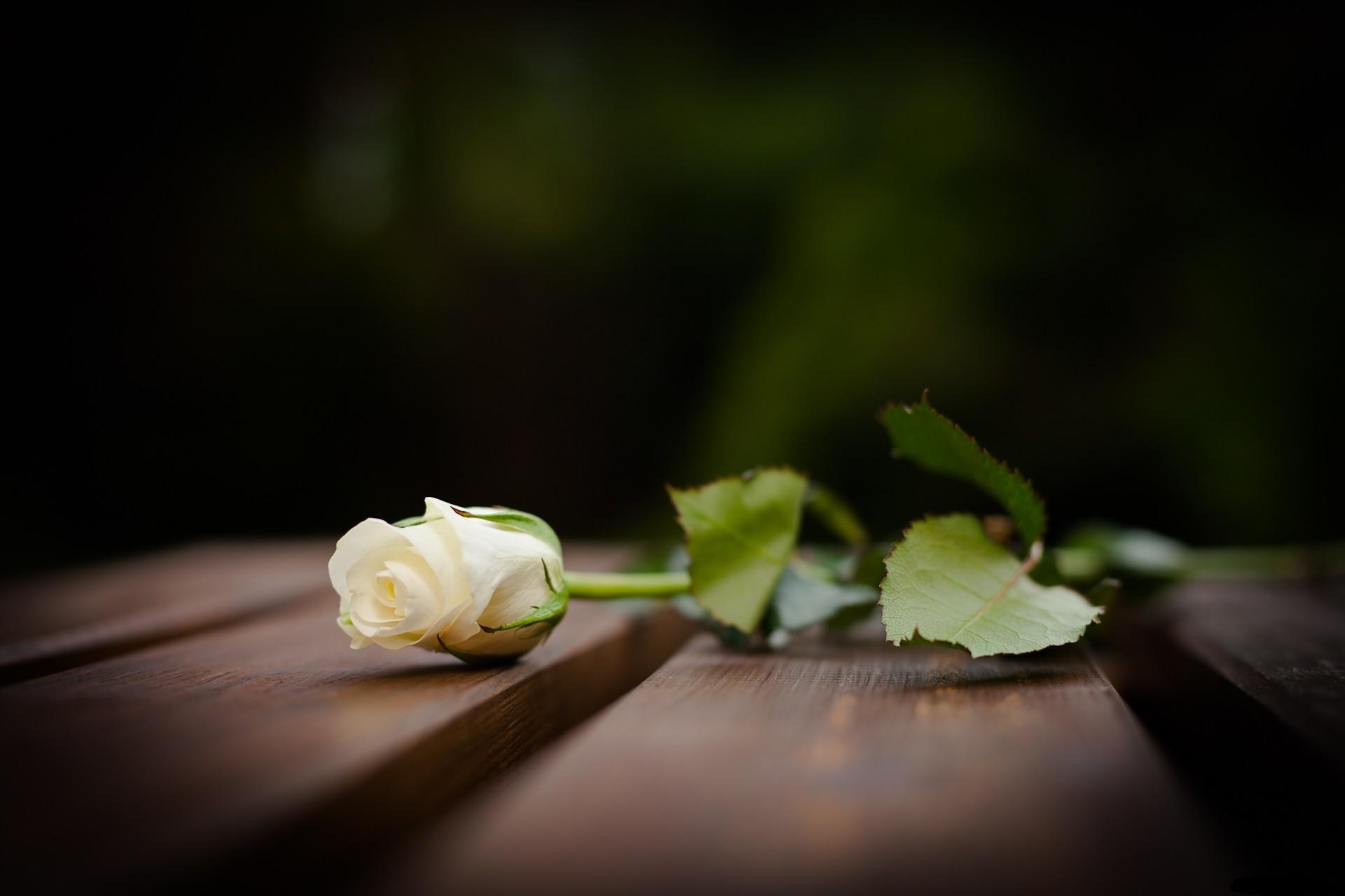 Download mobile wallpaper Lies, Flower, Rose Flower, Smooth, Snow White, Flowers, Rose, Blur for free.