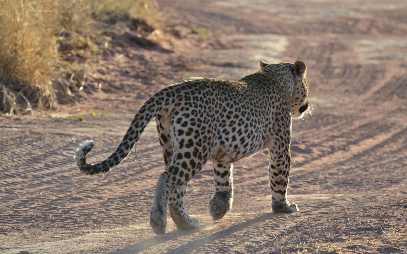 animals, sand, leopard, traces, gait 5K