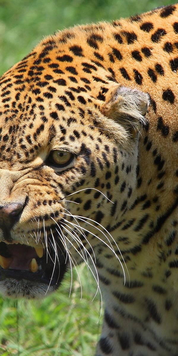 Good animal. Леопард. Леопард оскал. Леопард оскал фото. Большие кошки хищники.